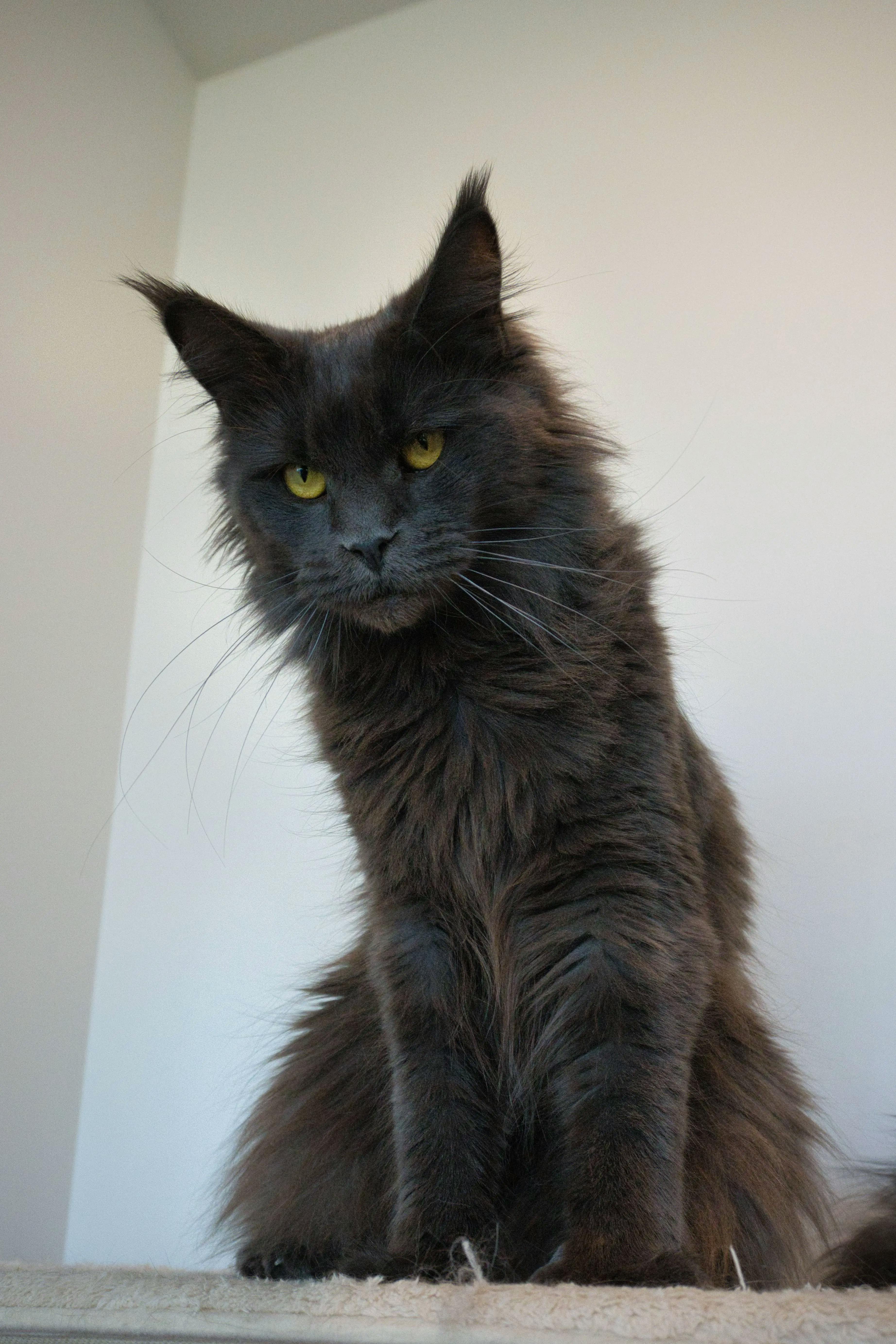 hecate--blue-smoke-maine-coon-cat-ems-code-as--female--adult--queen-at-slow-blink-maine-coons