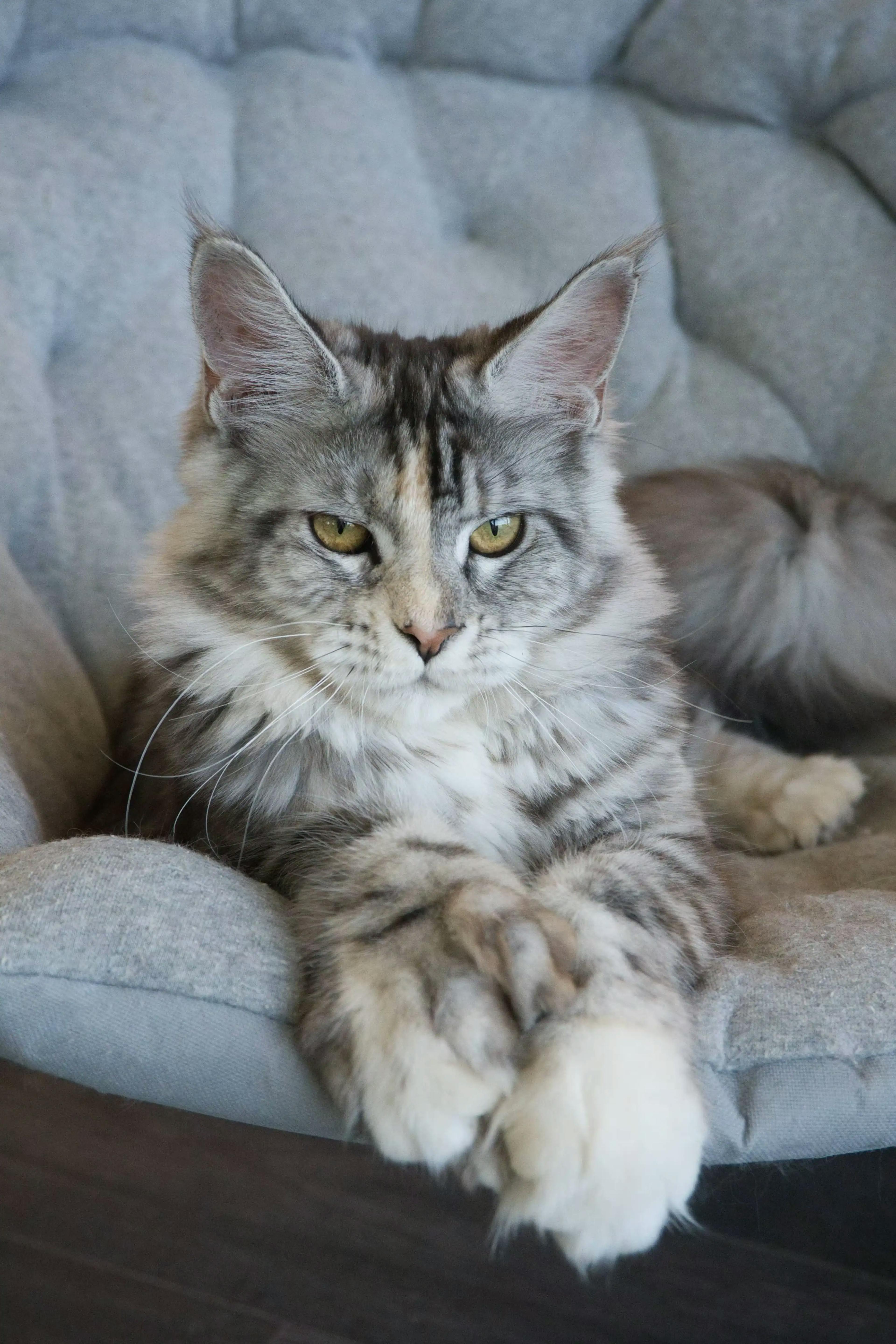queen-aphrodite-of-slow-blink-maine-coons--ems-code-pol-fs-25--maine-coon-female-adult-cat-3