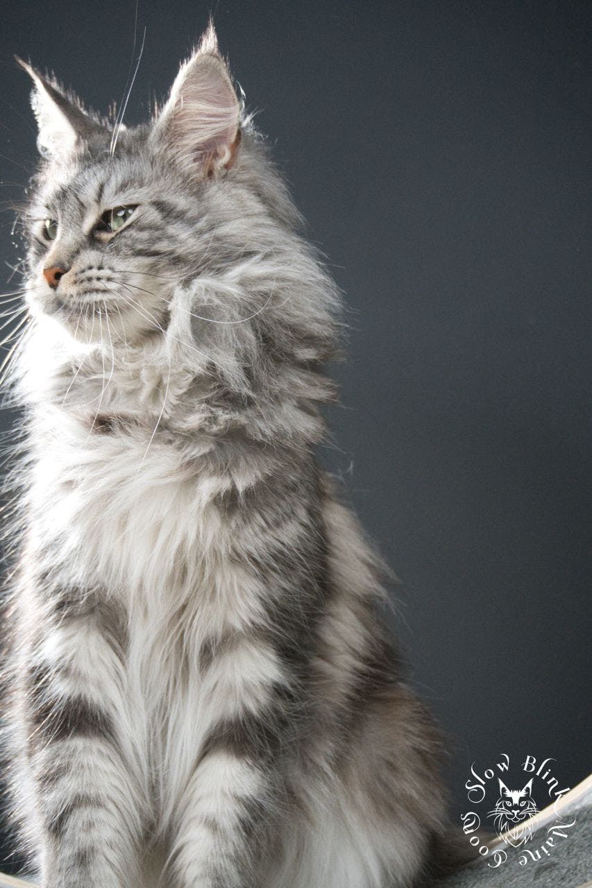 mco-ns-22-classic-tabby-maine-coon-female-cat-adult--mclaren-of-slow-blink-maine-coons