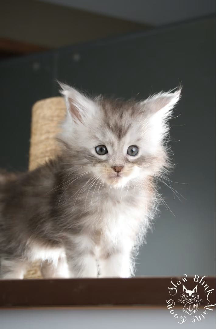Maine Coon kitten for sale (now sold or kept in the cattery) photo