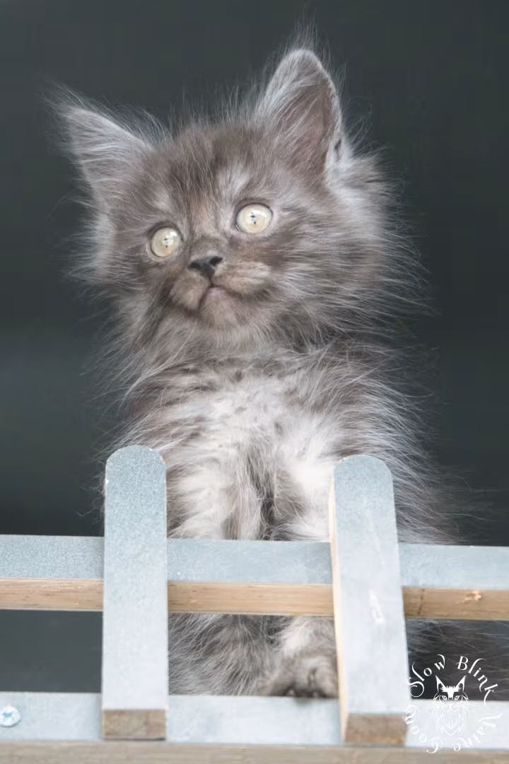 Maine Coon kitten for sale (now sold or kept in the cattery) photo