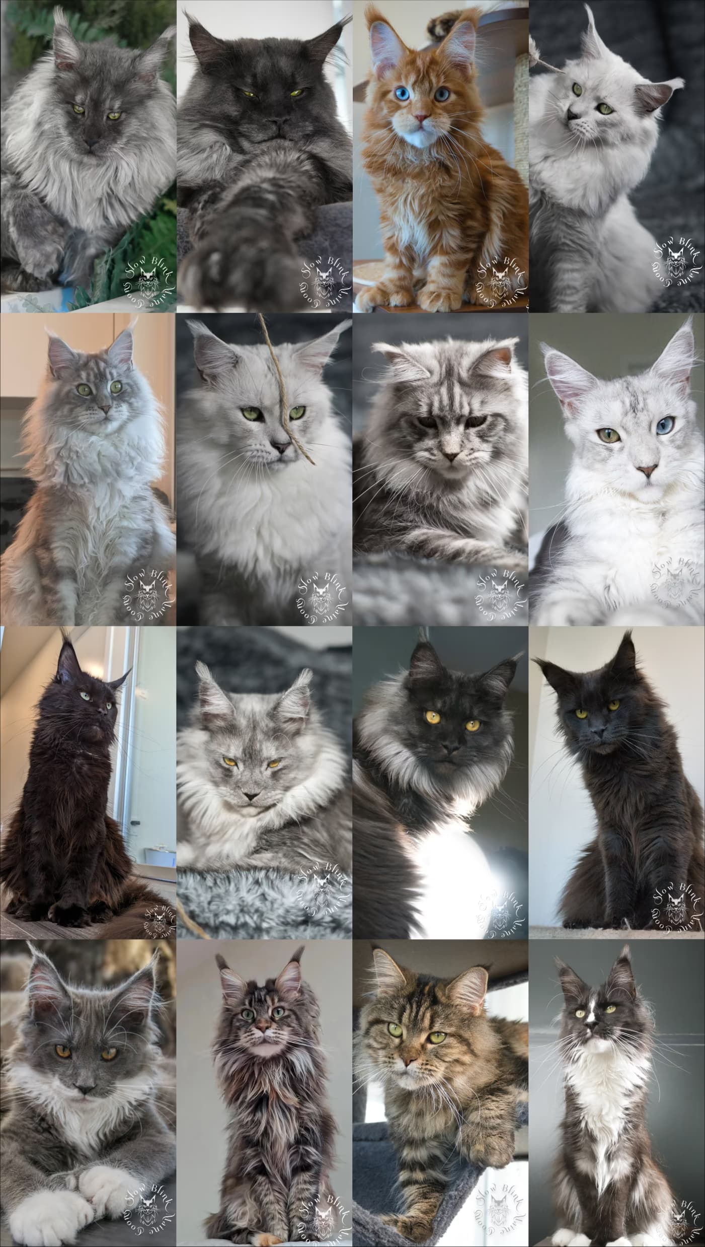 Maine Coon photo gallery preview