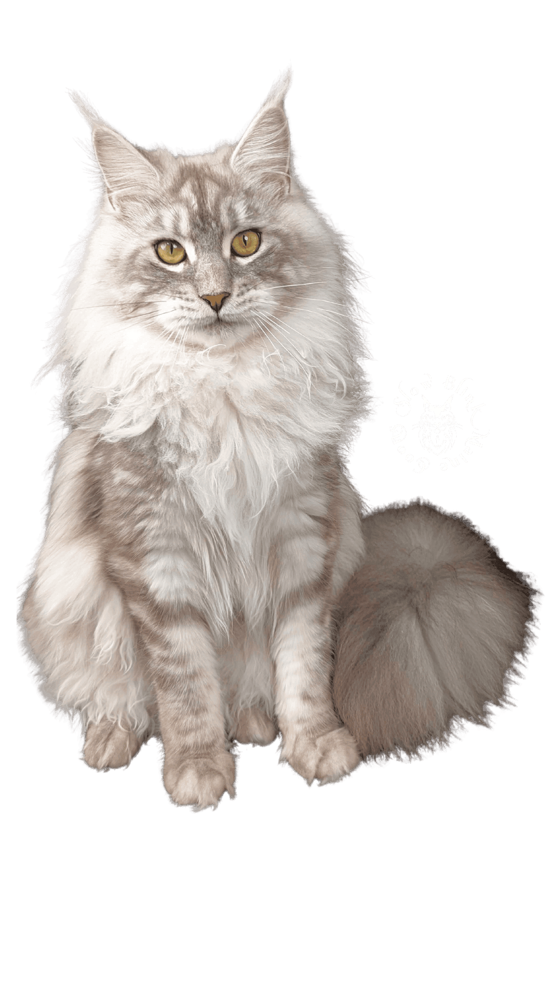 Silver Maine Coon Cat - Snow Belle, the Ice Princess (with transparent background)