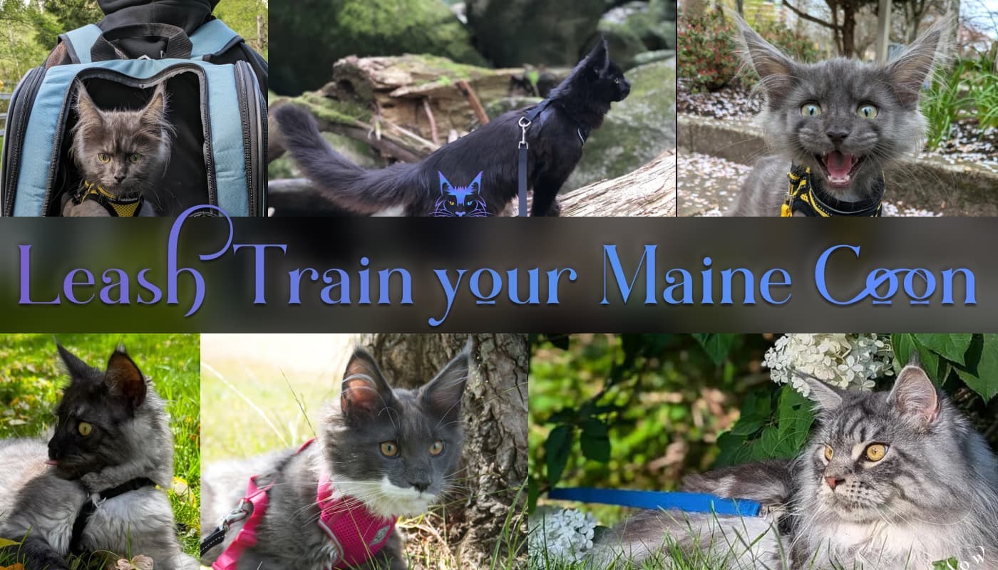 How to Leash Train Your Maine Coon: Pictures of SlowBlink Maine Coon graduates on harnesses and leashes.