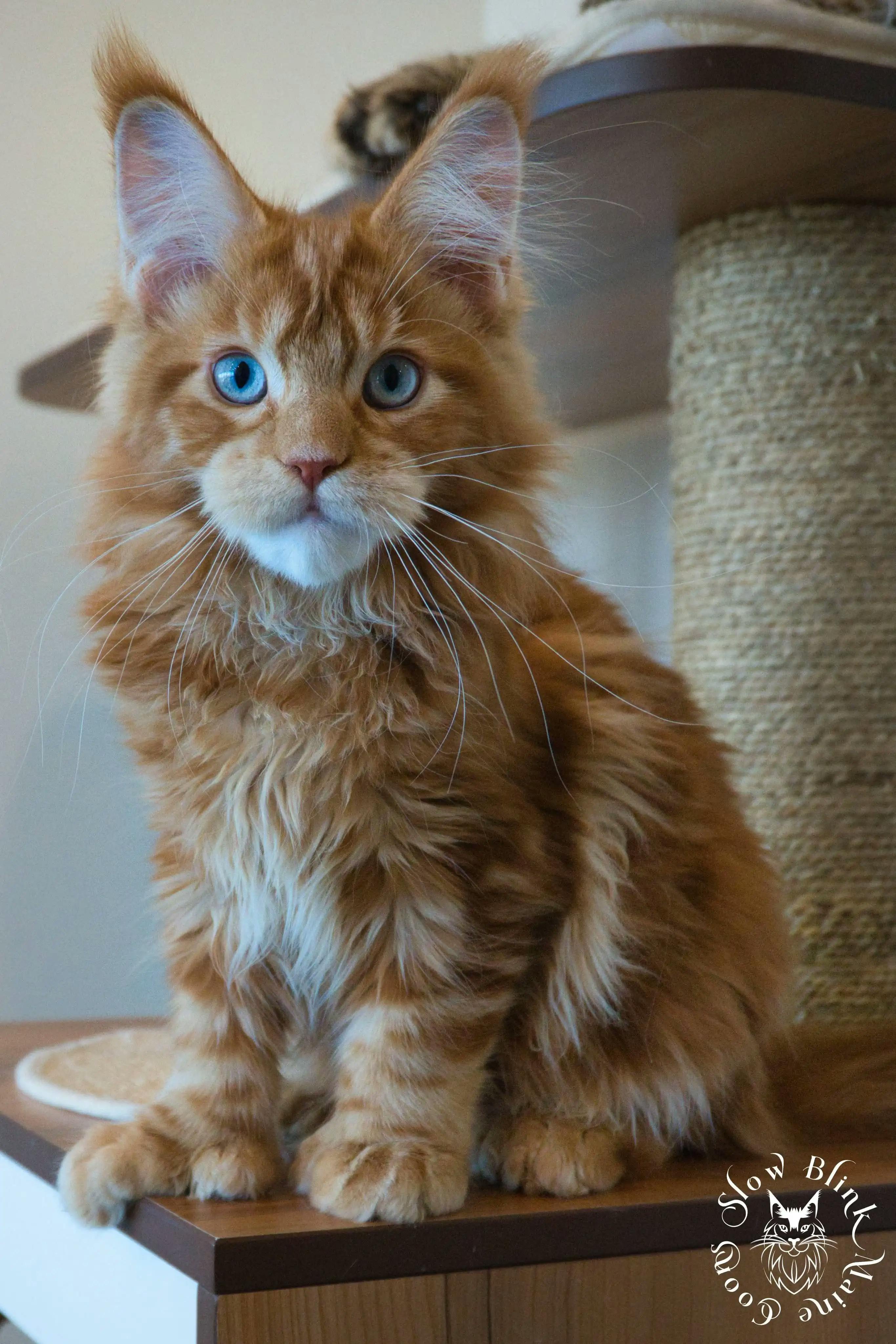 Adult Maine Coon Cat from SlowBlinkMaineCoons > a plus apollo | poly | red smoke | blue eyed dbe | huge ear tufts maine coon king | ems code ds 22 61 | slow blink maine coons | 6 months old | 1