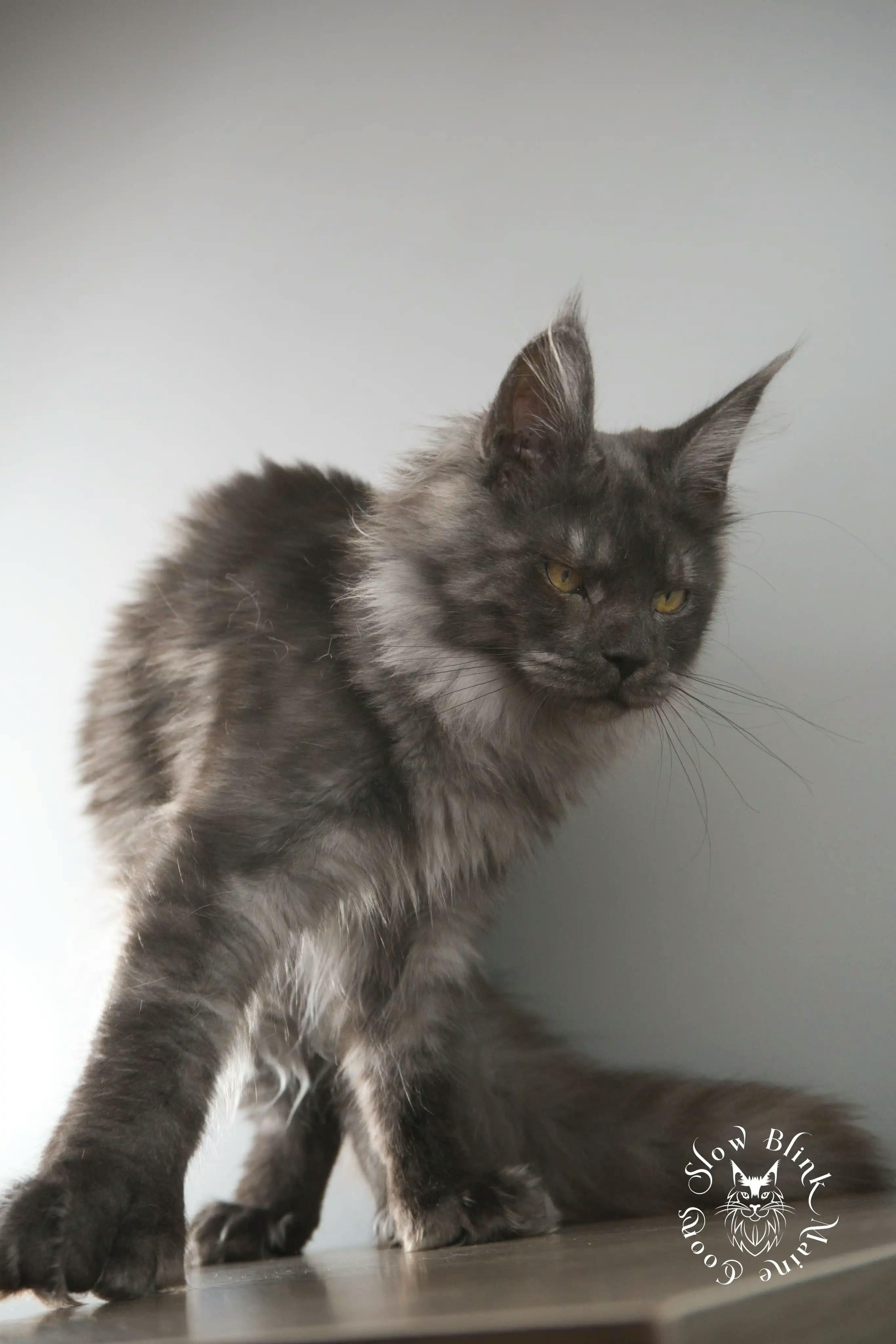 Adult Maine Coon Cat from SlowBlinkMaineCoons > black smoke | polydactyl | female kitten maine coon | ems code ns | princess at slowblink maine coons | 1