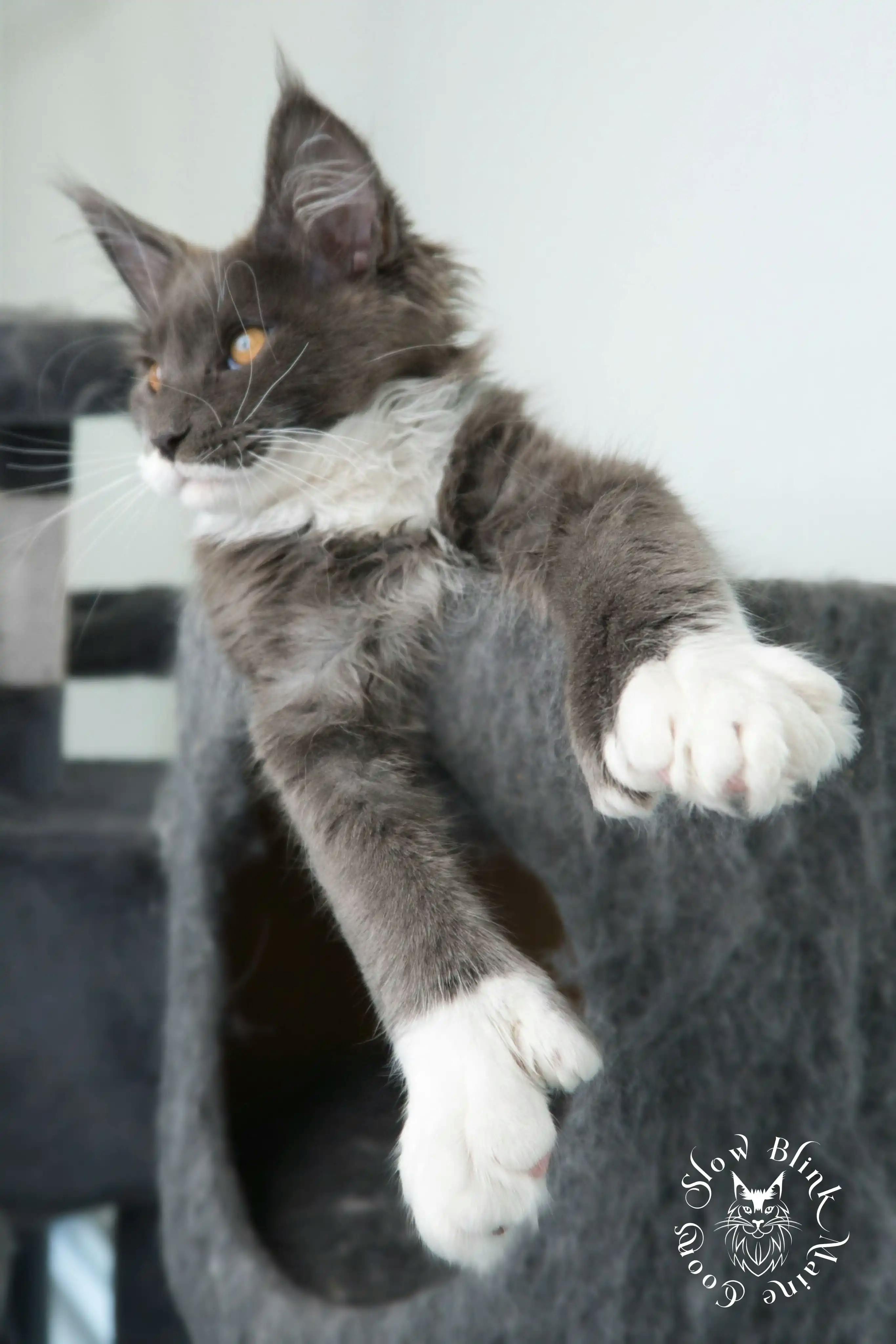 Adult Maine Coon Cat from SlowBlinkMaineCoons > blue smoke bicolor | maine coon | ems code as 03 | 6 month old | t rhett | lord at slowblink maine coons 1