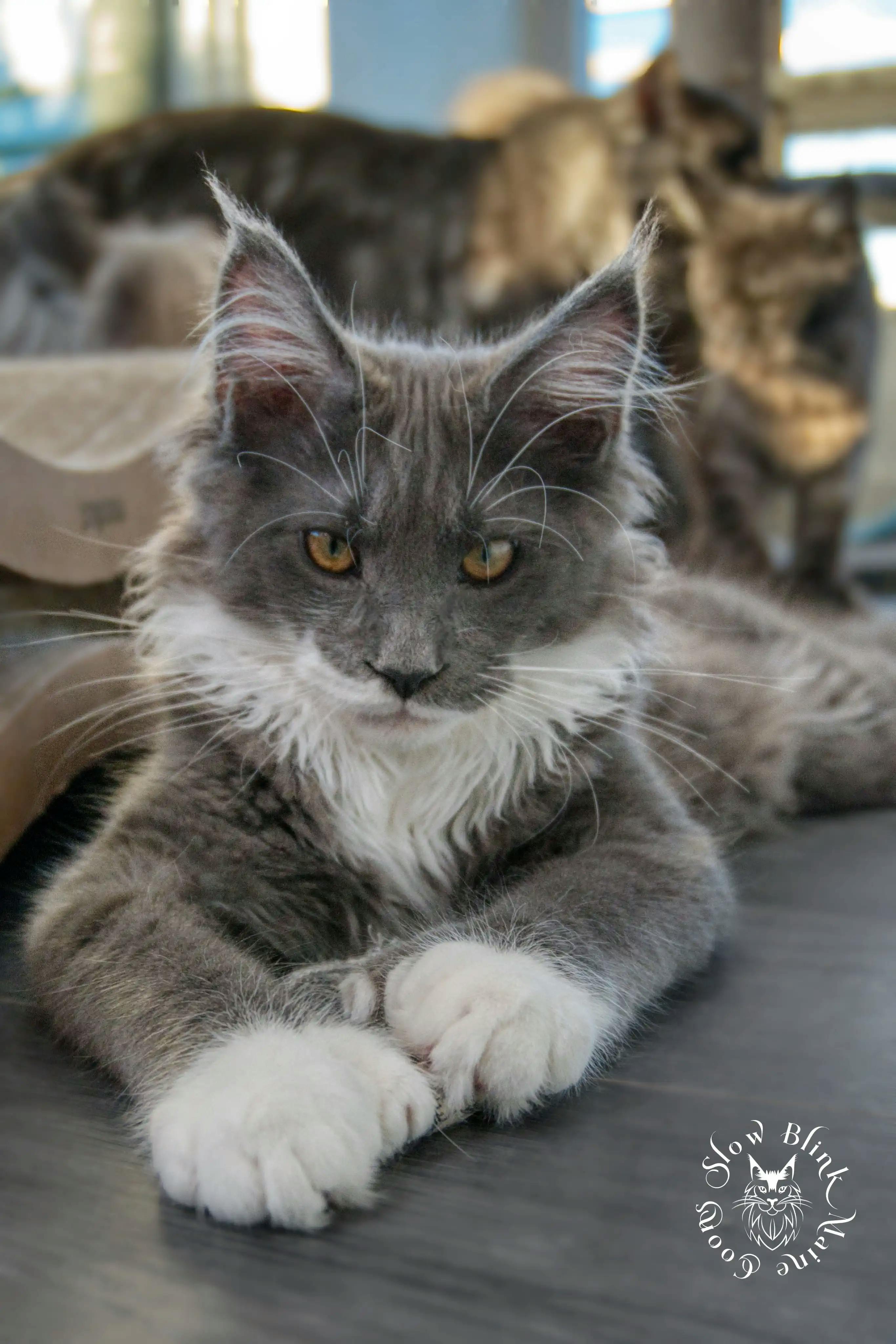 Adult Maine Coon Cat from SlowBlinkMaineCoons > blue smoke bicolor | male | maine coon | ems code as 03 | 6 month old | t rhett | lord at slowblink maine coons 2