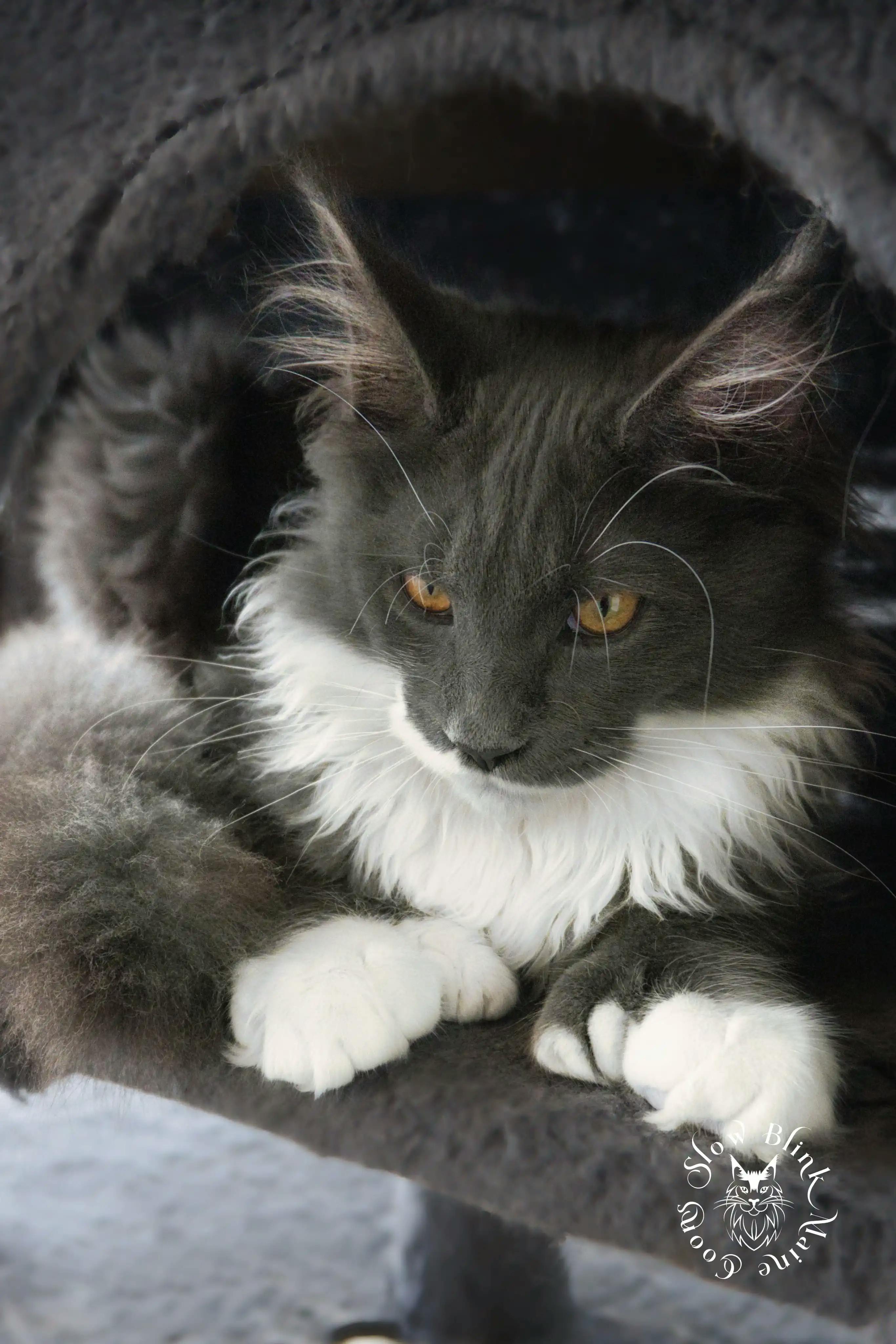 Adult Maine Coon Cat from SlowBlinkMaineCoons > blue smoke bicolor | male | maine coon | ems code as 03 | 6 month old | t rhett | lord at slowblink maine coons 4