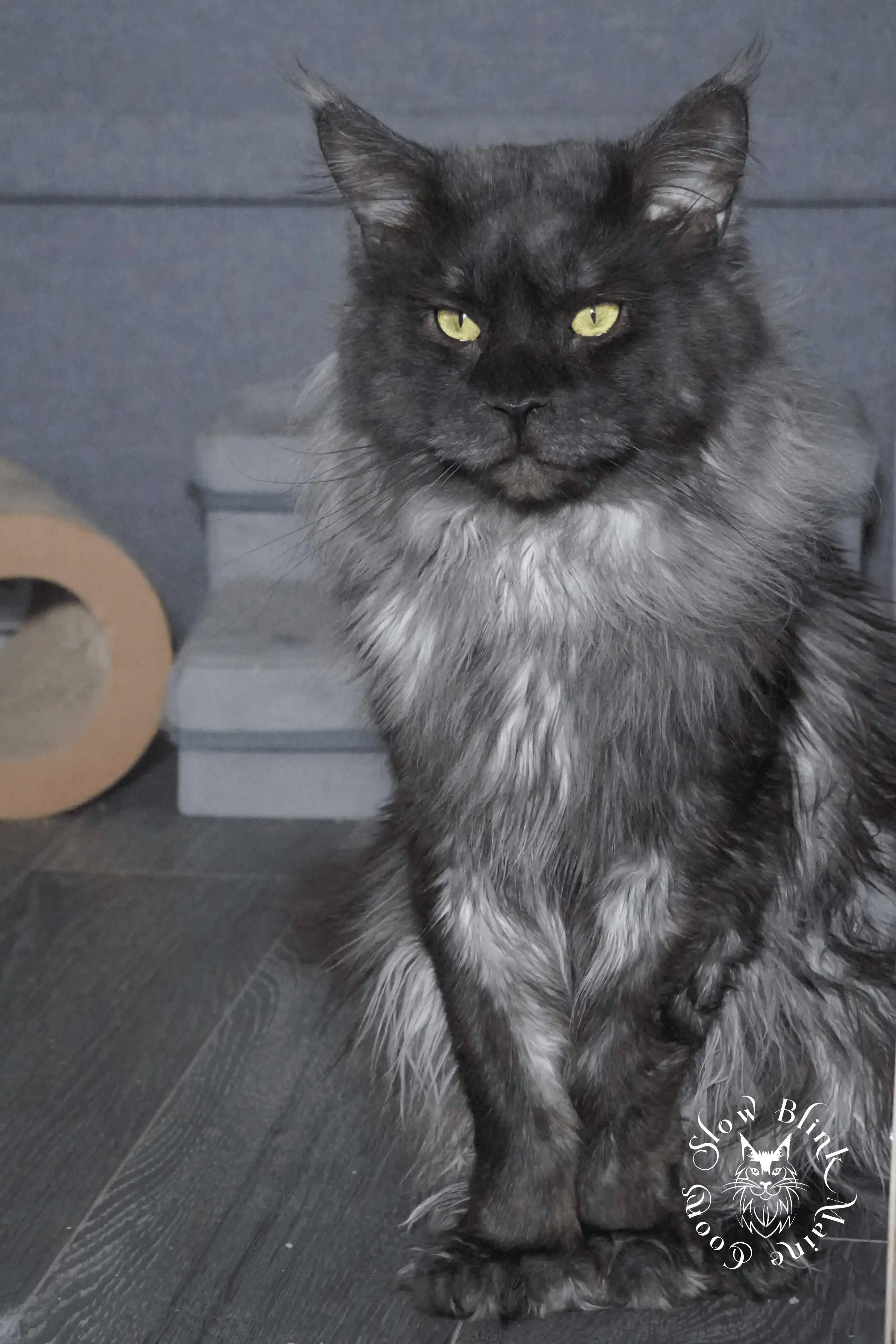 Adult Maine Coon Cat from SlowBlinkMaineCoons > bugatti onyx | black smoke maine coon adult | male | large mane | poly 7 7 7 7 | ems code ns | king at slowblink maine coons 2
