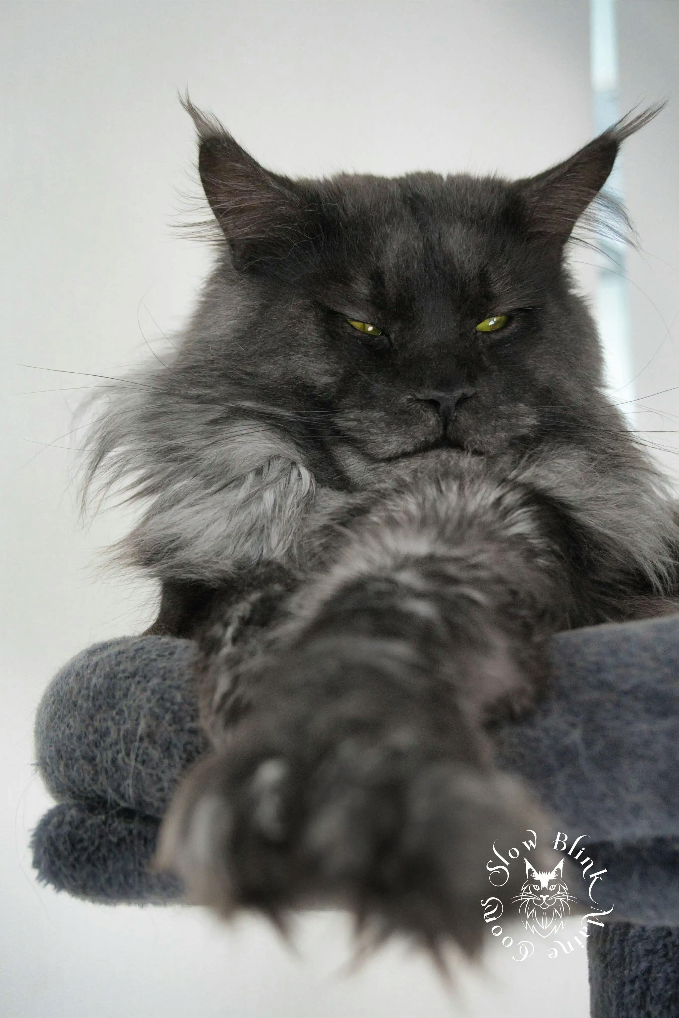 Adult Maine Coon Cat from SlowBlinkMaineCoons > bugatti onyx | black smoke maine coon adult | male | large mane | poly 7 7 7 7 | ems code ns | king at slowblink maine coons 3