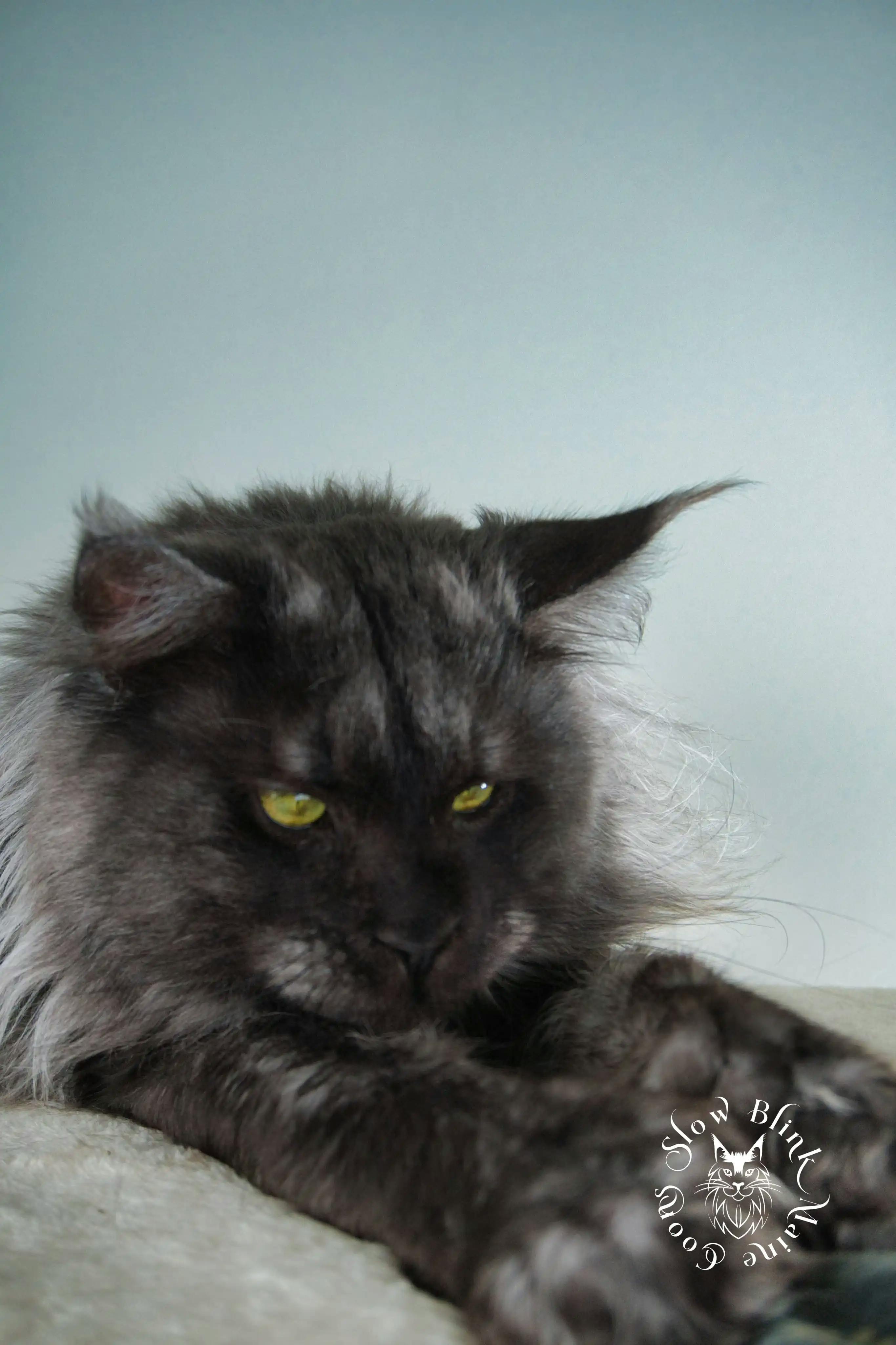 Adult Maine Coon Cat from SlowBlinkMaineCoons > bugatti onyx | black smoke maine coon adult | male | large mane | poly 7 7 7 7 | ems code ns | king at slowblink maine coons 4
