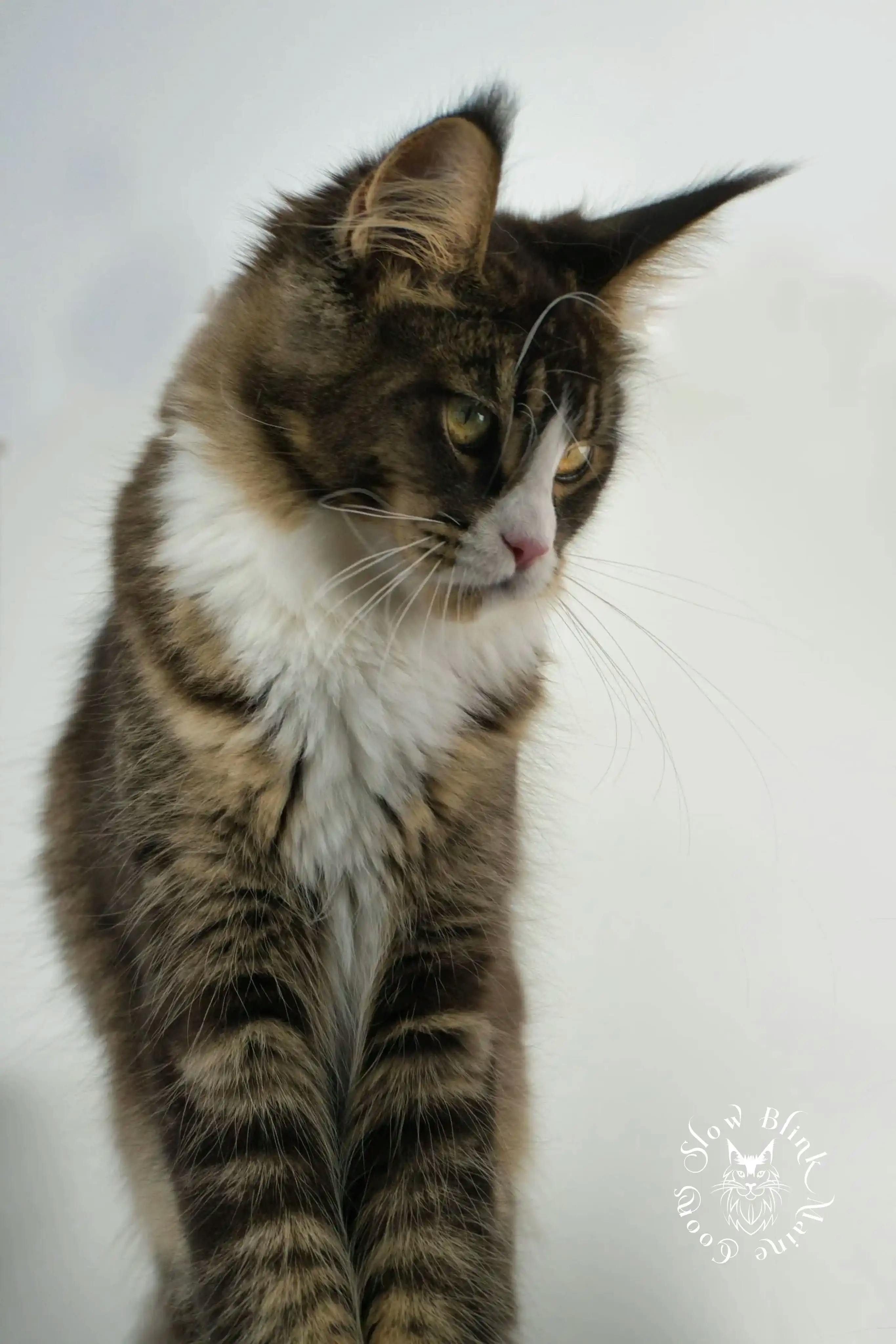 Adult Maine Coon Cat from SlowBlinkMaineCoons > calypso blaze | black ticked tabby bicolor | maine coon | ems code n 25 03 | 6 months old | 1