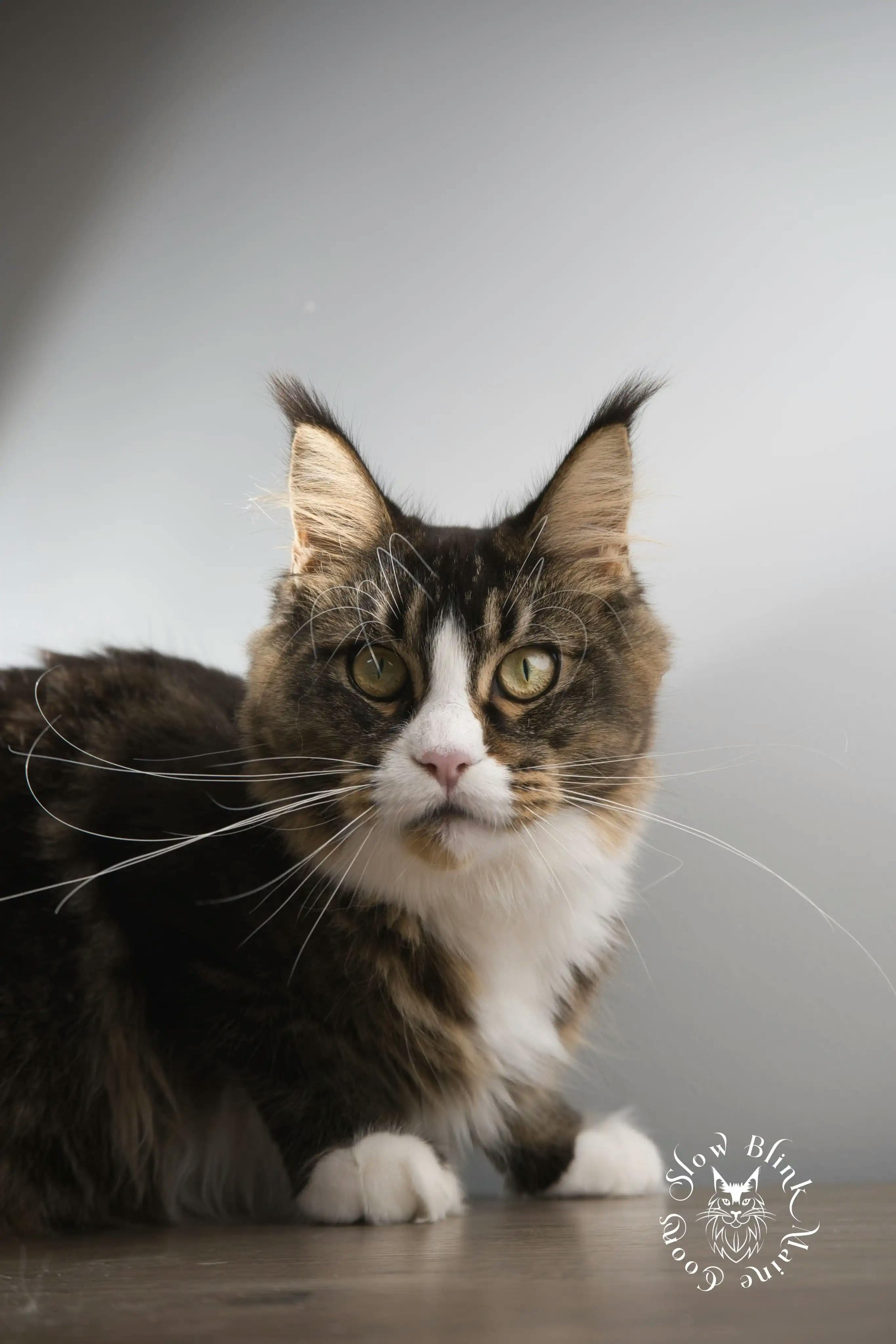 Adult Maine Coon Cat from SlowBlinkMaineCoons > calypso blaze | black ticked tabby bicolor | maine coon | ems code n 25 03 | 6 months old | 2