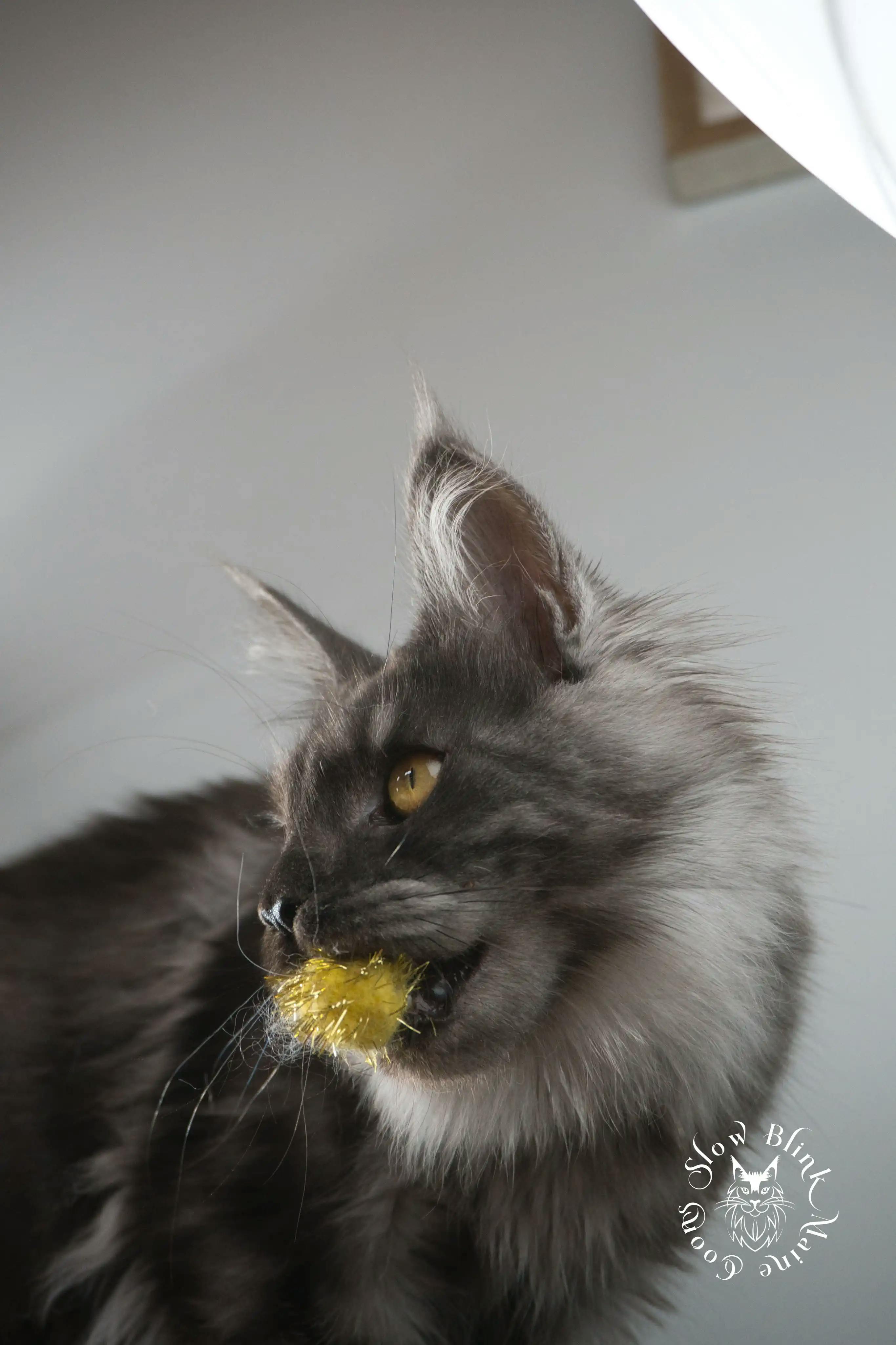 Adult Maine Coon Cat from SlowBlinkMaineCoons > demeter | black smoke | female kitten maine coon | ems code ns | princess at slowblink maine coons | 1
