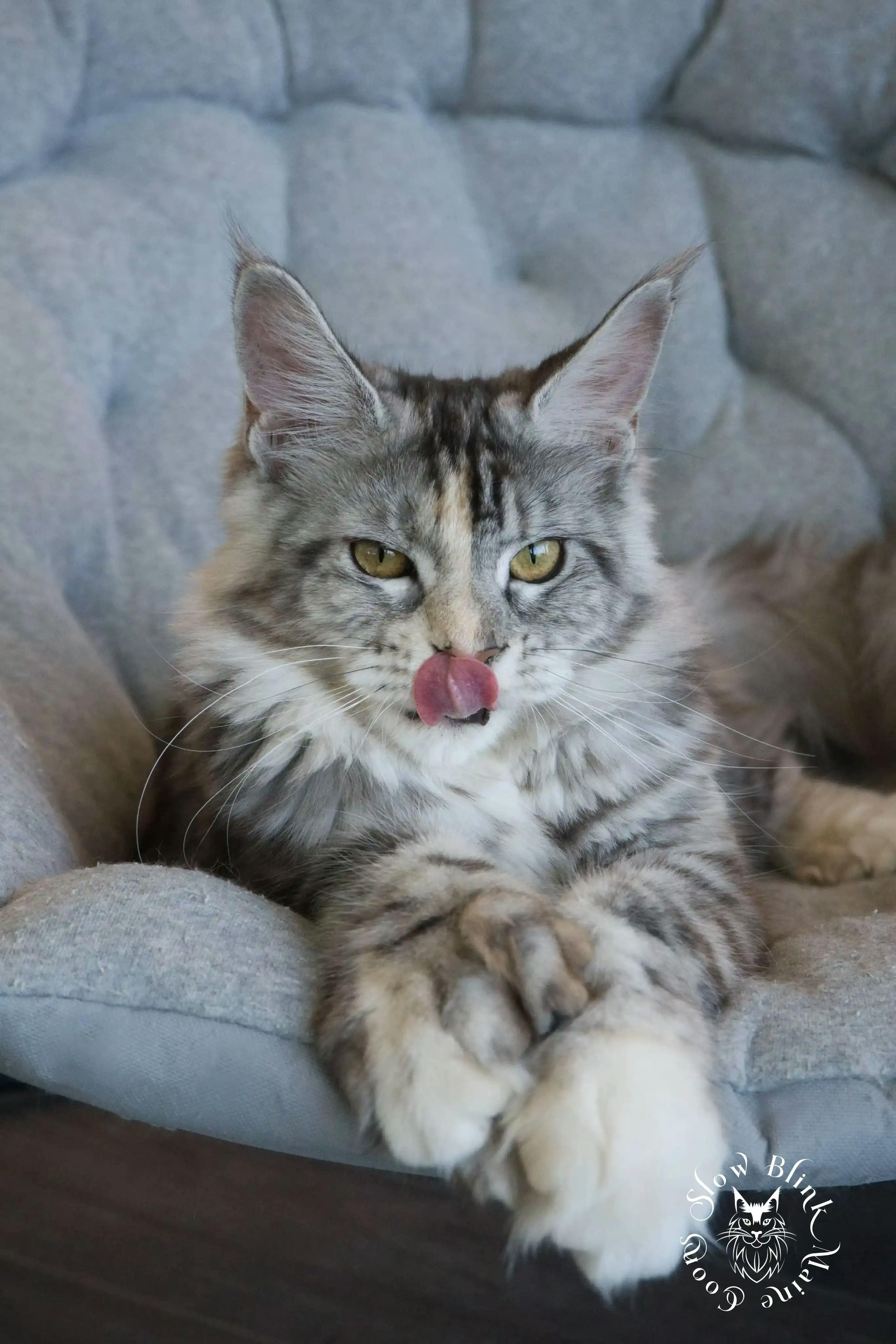 Adult Maine Coon Cat from SlowBlinkMaineCoons > ems code fs 25 | poly paws | split face | maine coon cat | aphrodite | 1 year old | maine coon queen at slowblink maine coons 1