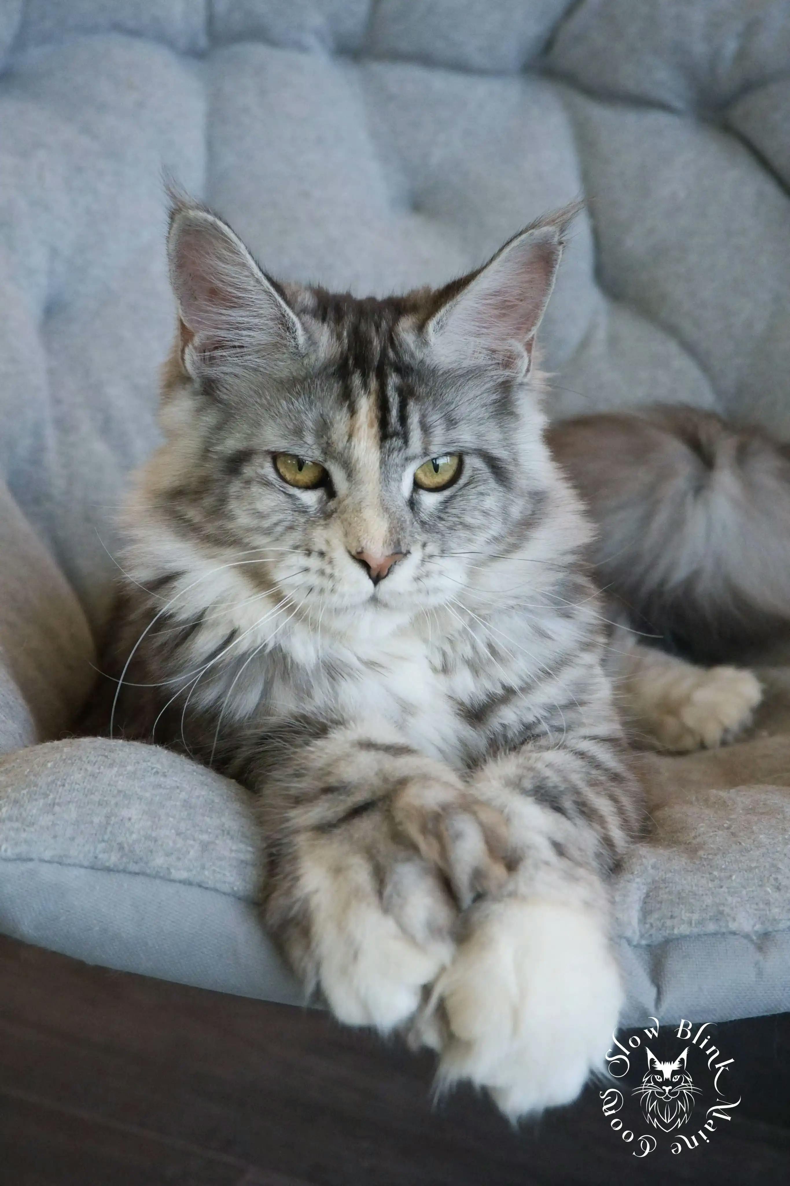 Adult Maine Coon Cat from SlowBlinkMaineCoons > ems code fs 25 | poly paws | split face | maine coon cat | aphrodite | 1 year old | maine coon queen at slowblink maine coons 2