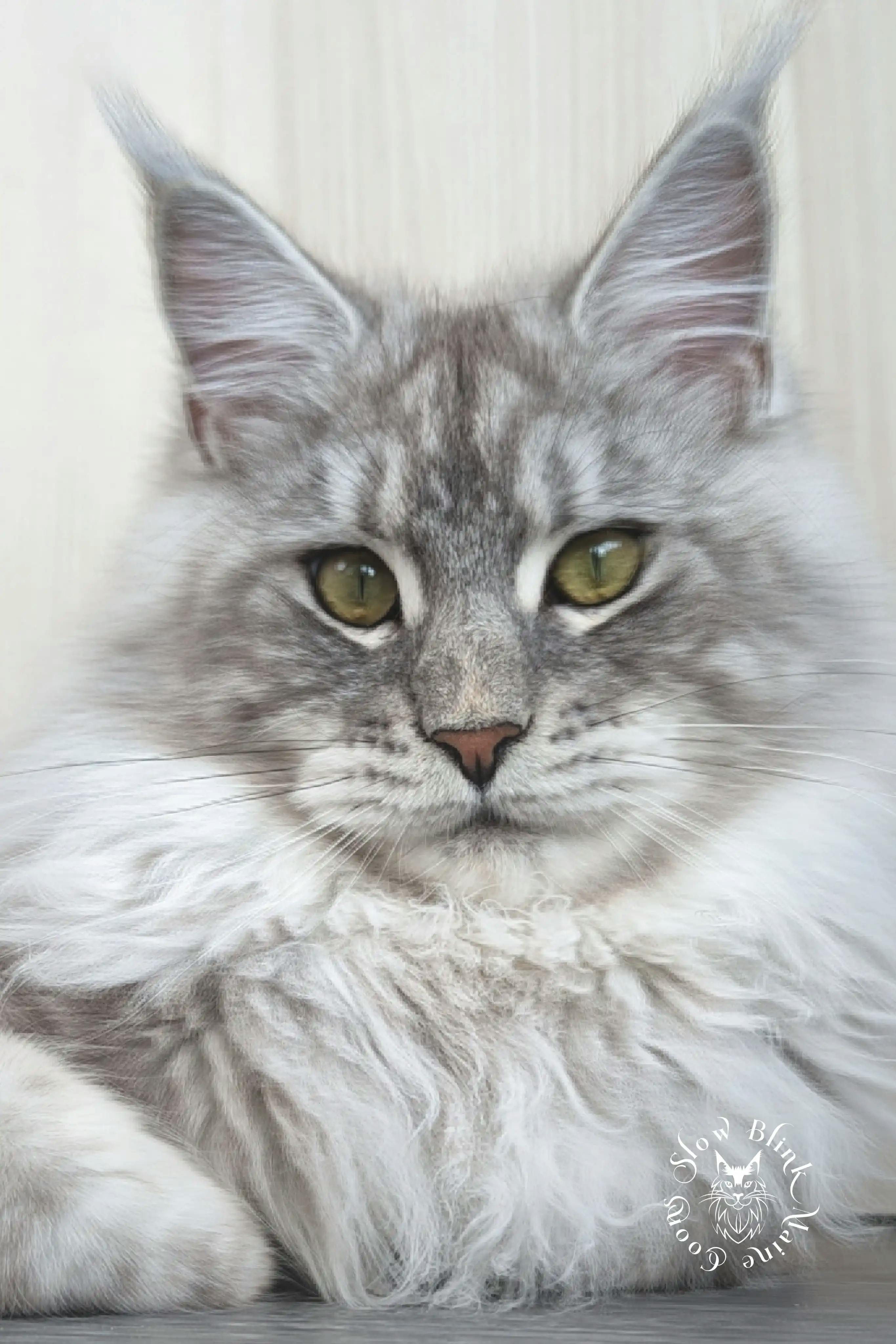 Adult Maine Coon Cat from SlowBlinkMaineCoons > ems code ns 22 | female | high silver light | maine coon cat | slow belle | 1 year old | maine coon queen at slowblink maine coons 1