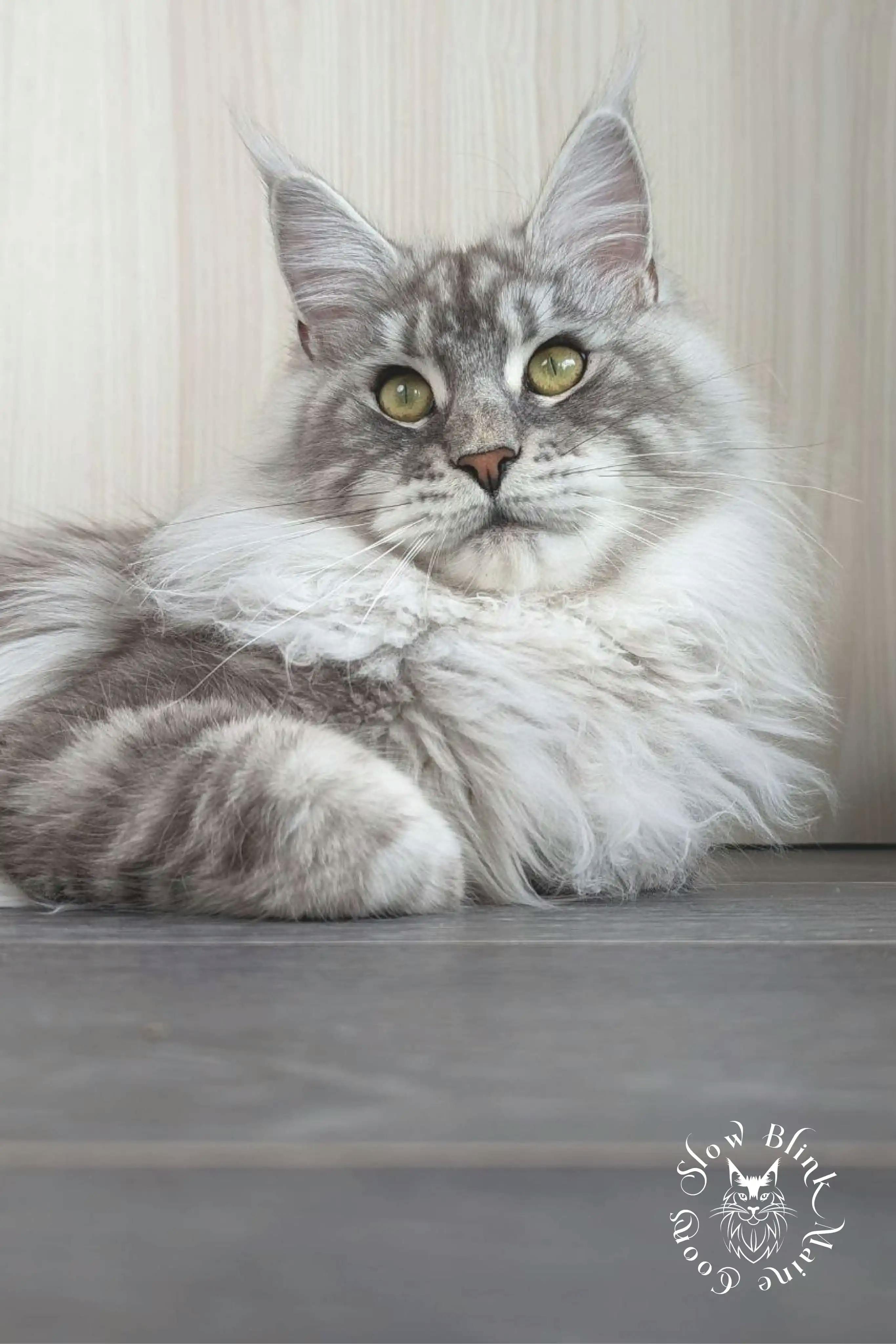 Adult Maine Coon Cat from SlowBlinkMaineCoons > ems code ns 22 | female | high silver light | maine coon cat | slow belle | 1 year old | maine coon queen at slowblink maine coons 4