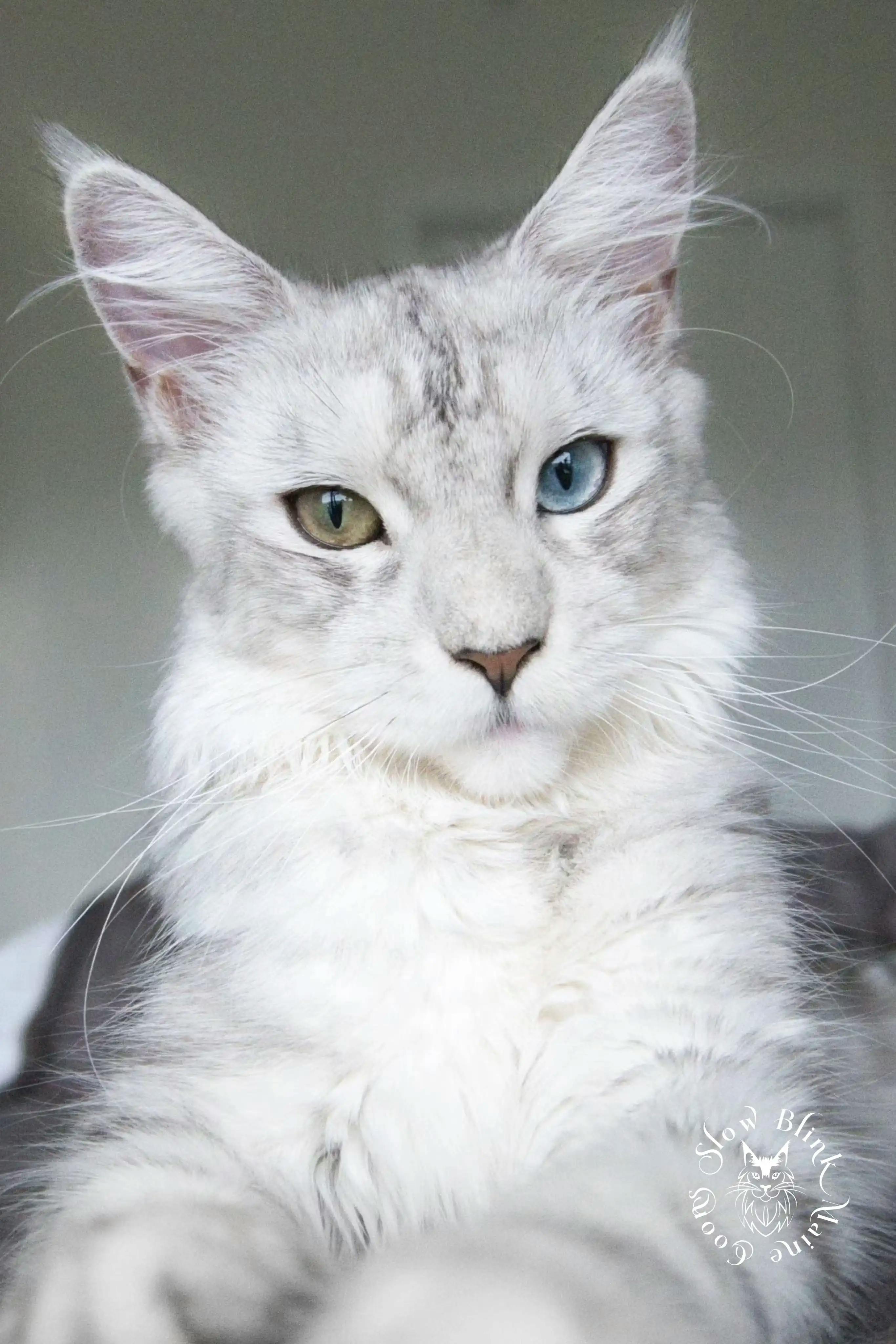 Adult Maine Coon Cat from SlowBlinkMaineCoons > ems code ns 25 63 | female | silver shaded | odd eyed | maine coon cat | catarina | maine coon queen at slowblink maine coons | 8 months old | 1