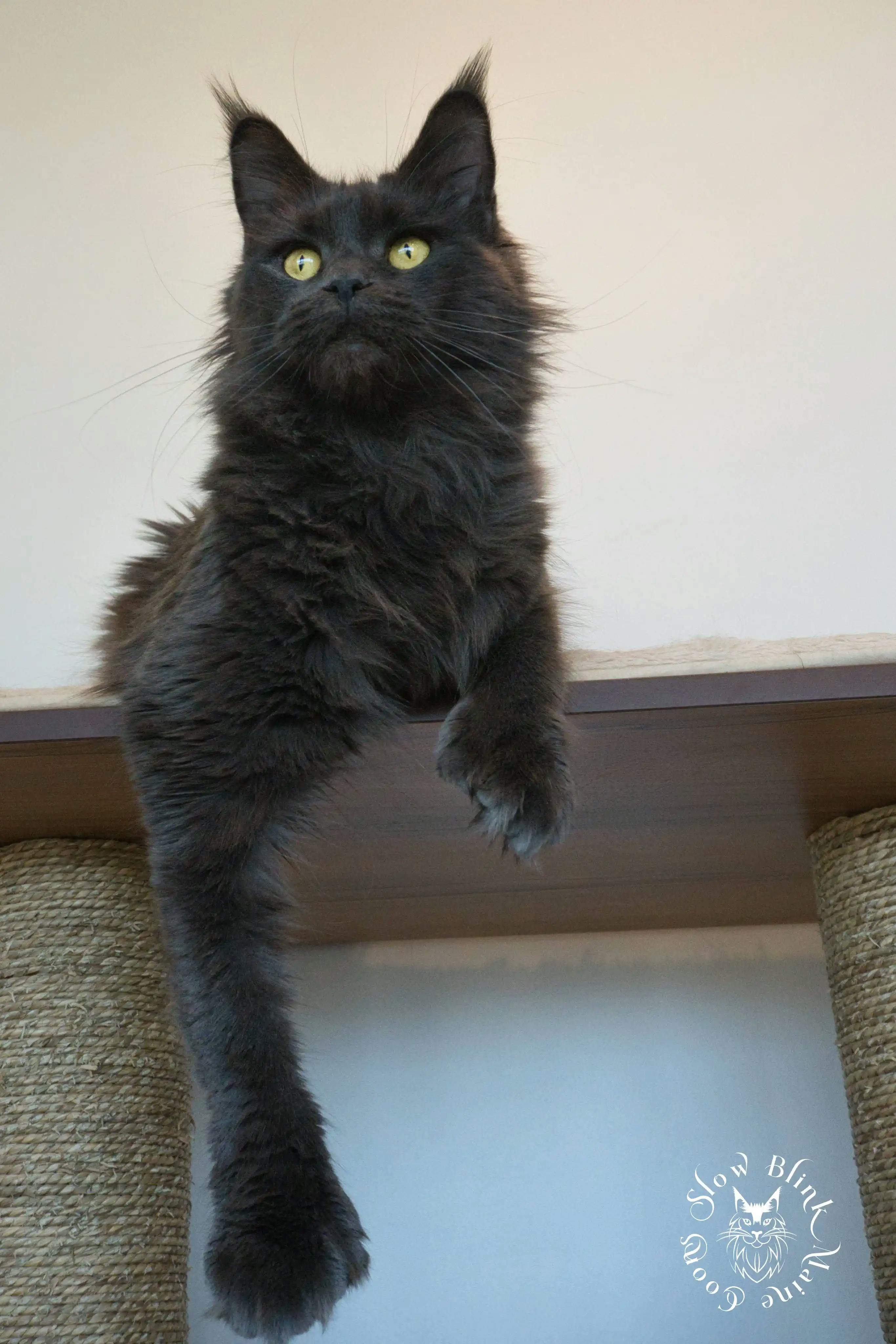 Adult Maine Coon Cat from SlowBlinkMaineCoons > hecate | blue smoke | female adult maine coon | ems code as | queen at slowblink maine coons | 1