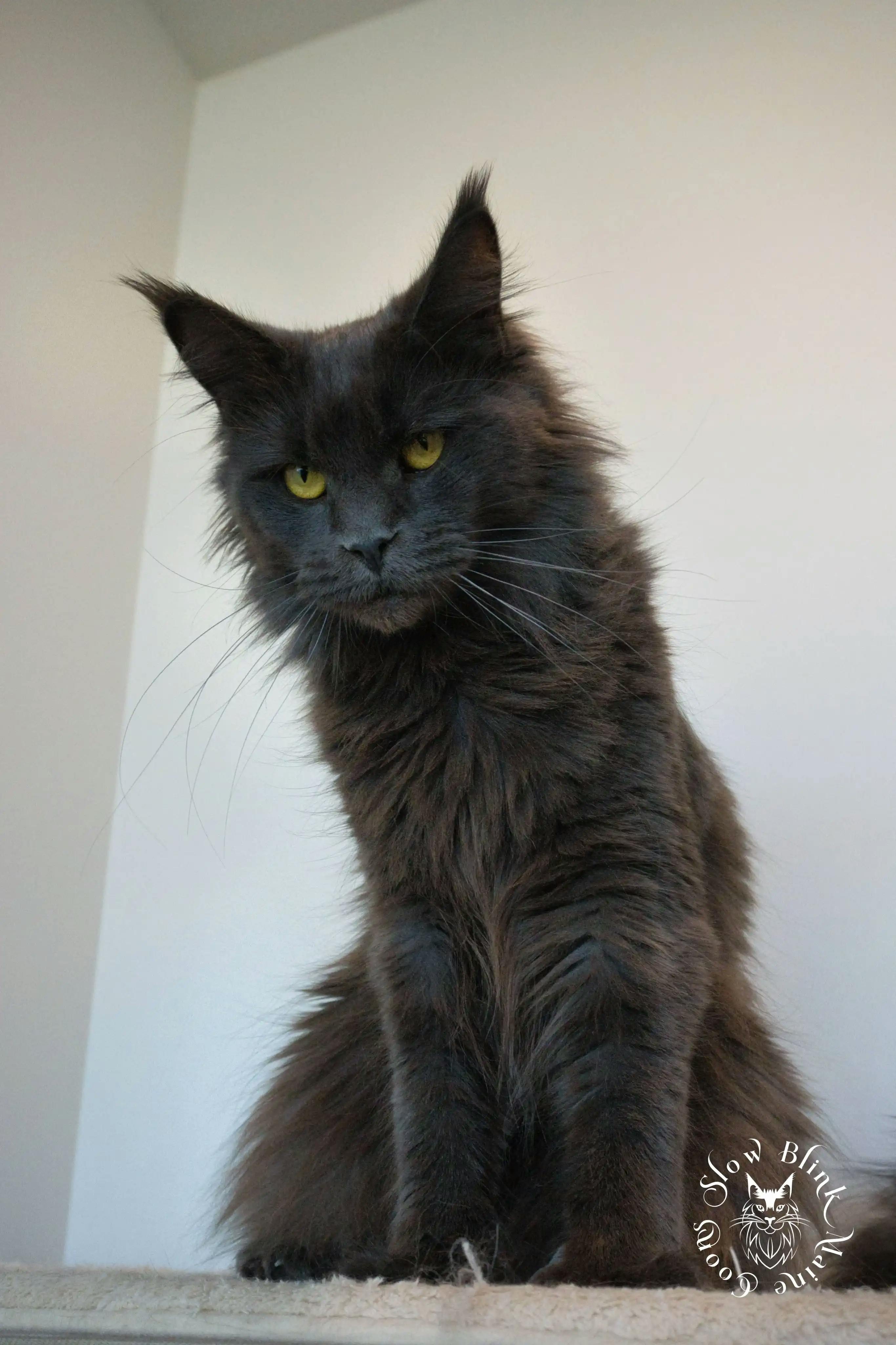Adult Maine Coon Cat from SlowBlinkMaineCoons > hecate | blue smoke | female adult maine coon | ems code as | queen at slowblink maine coons | 2