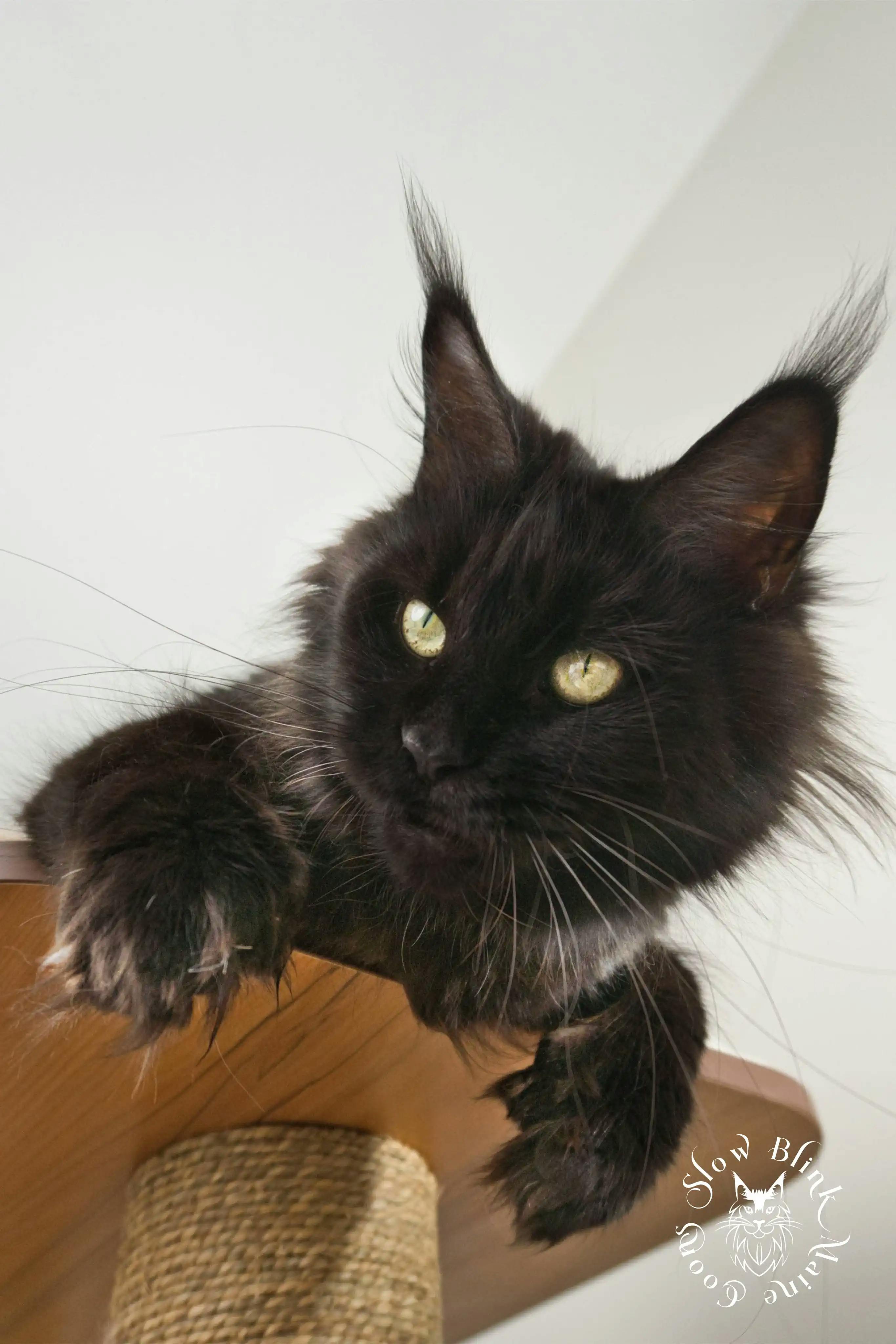 Adult Maine Coon Cat from SlowBlinkMaineCoons > jaguar | ems code n | black solid maine coon | adult female | poly | queen at slowblink maine coons | 1