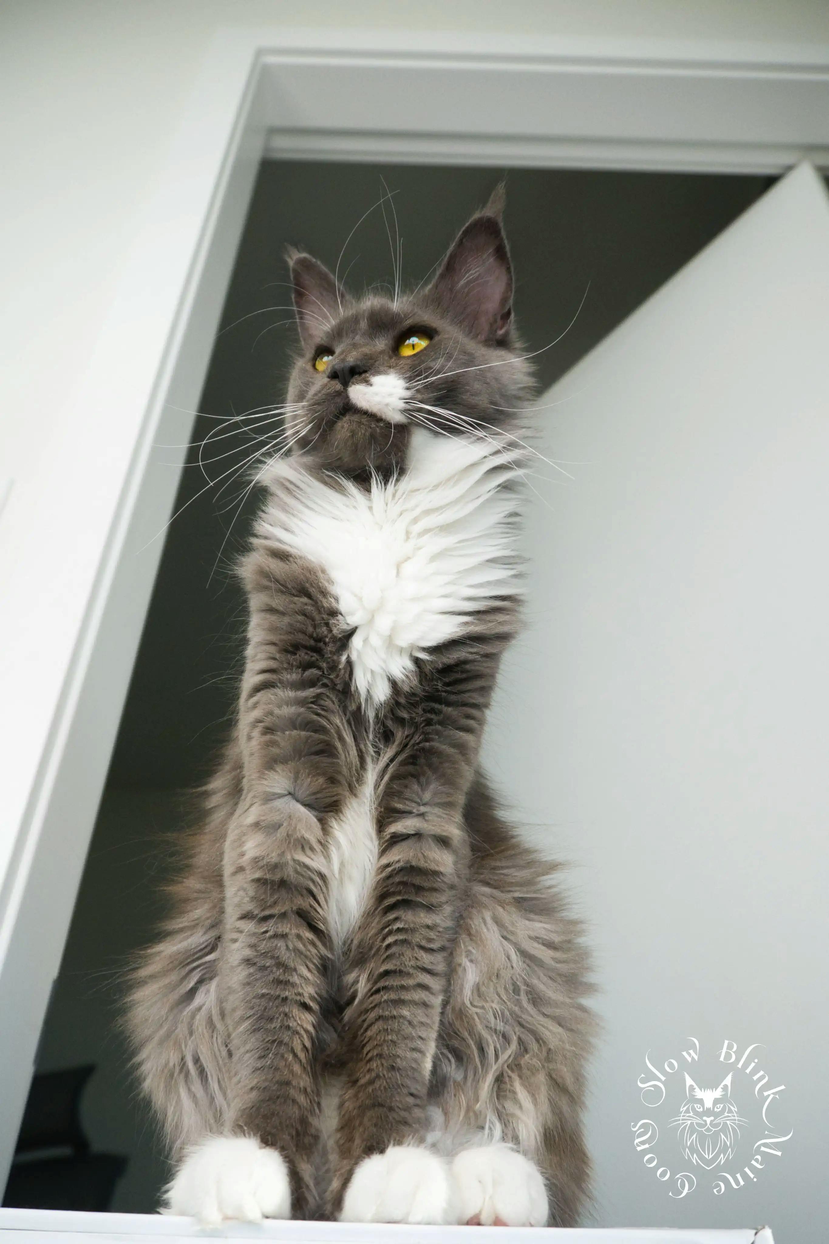 Adult Maine Coon Cat from SlowBlinkMaineCoons > madame sweet | blue smoke bicolor | maine coon | ems code as 03 | 12 month old | empress queen at slowblink maine coons 1