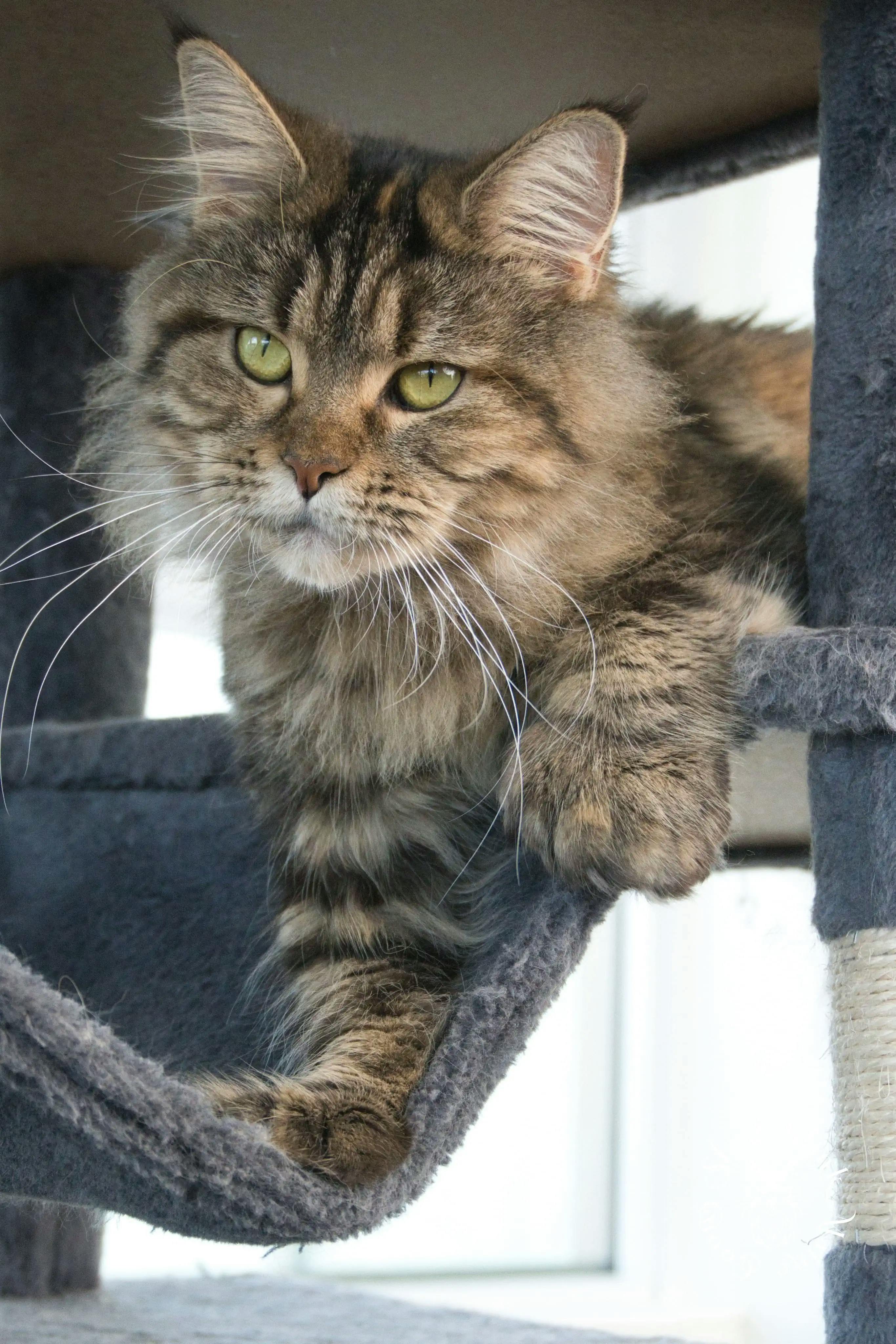 Adult Maine Coon Cat from SlowBlinkMaineCoons > queen bee izumka | female | ems code fs 22 | tortie silver tabby dillute parti color tortie | polydactyl | 93 | queen at slowblink maine coons 1