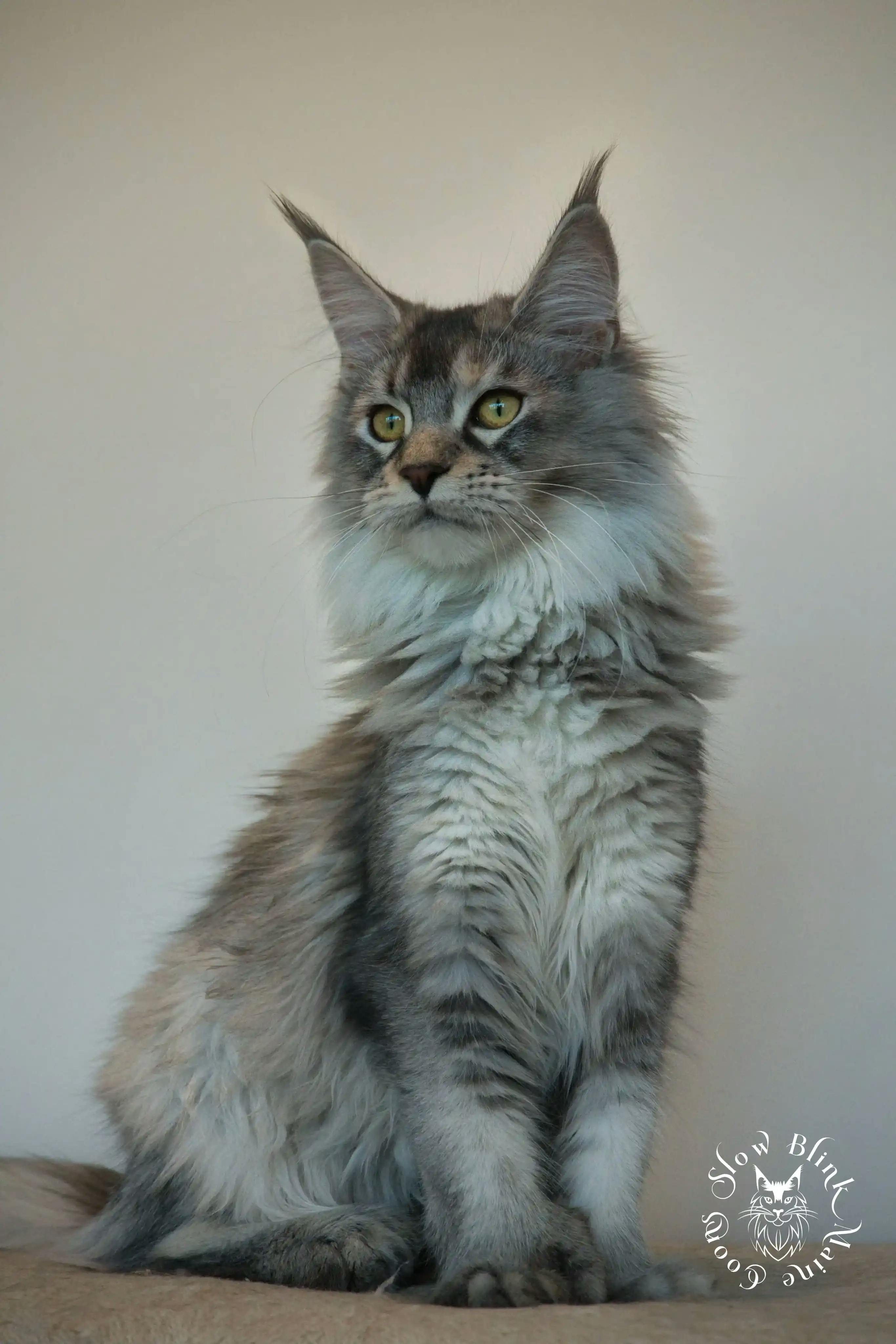 Adult Maine Coon Cat from SlowBlinkMaineCoons > venus | ems code fs 25 | high silver shaded light tortie | maine coon 6 months old | queen at slow blink maine coons 1
