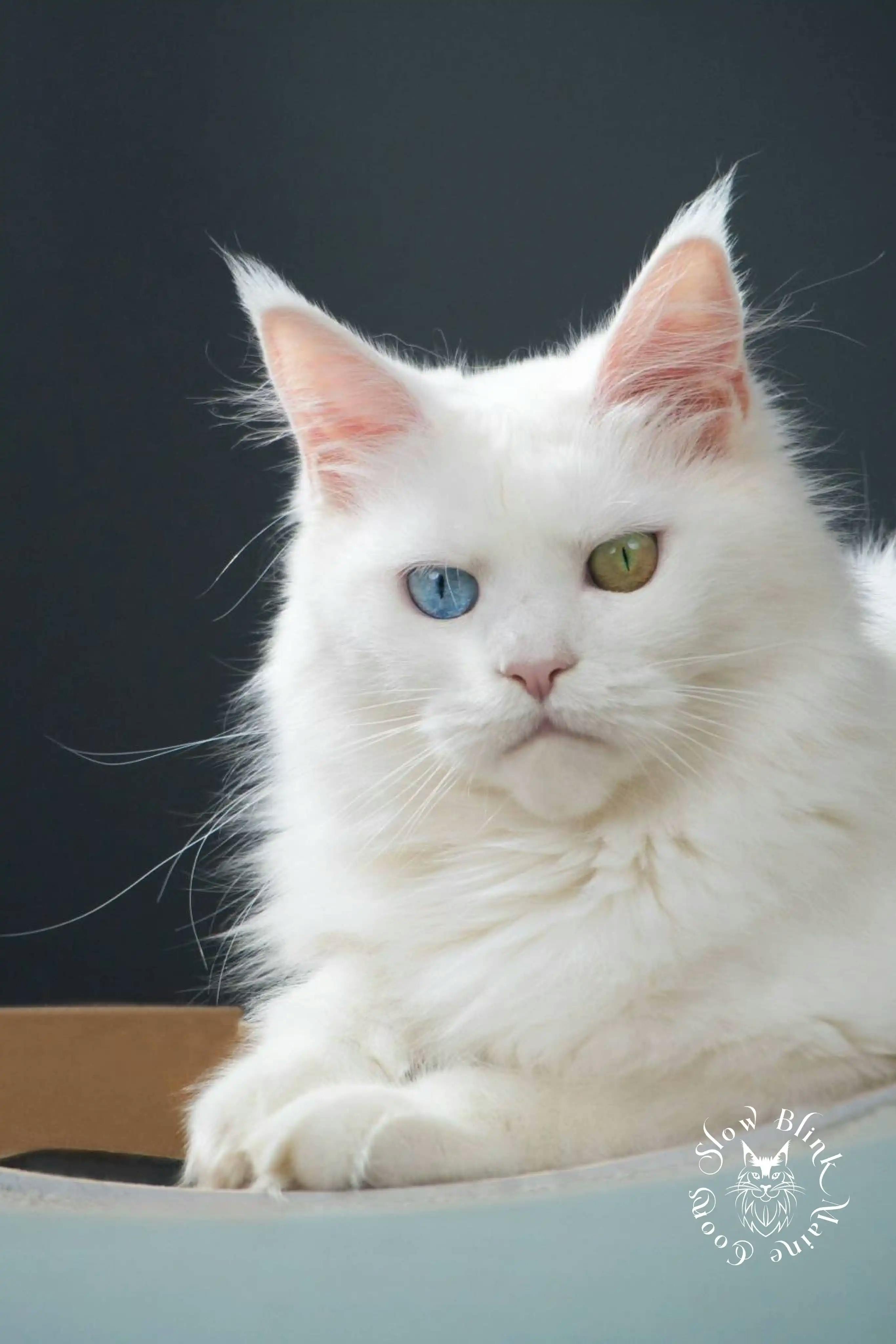 Adult Maine Coon Cat from SlowBlinkMaineCoons > white odd eyed maine coon cat | adult | female