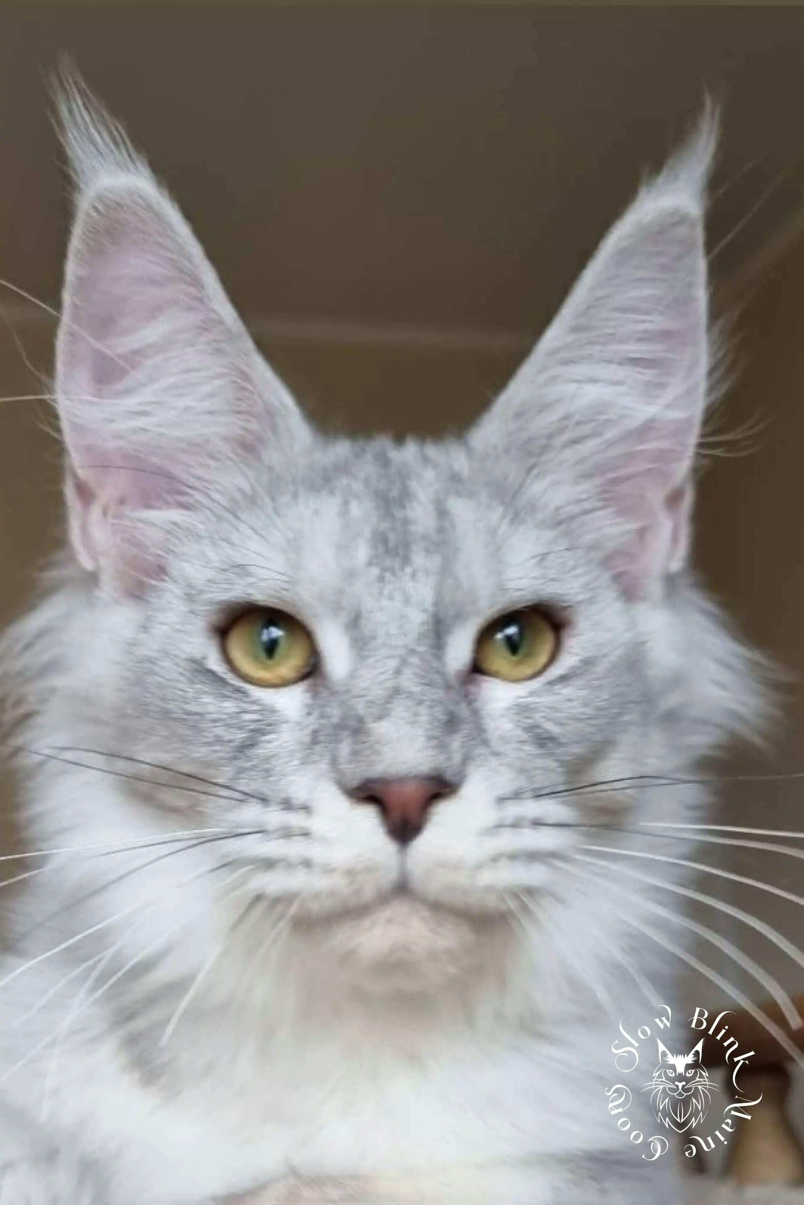 Adult Maine Coon Cat from SlowBlinkMaineCoons > wizard | male | high silver | silver shaded | maine coon | light blue tabby | ems code as 21 | 6 months old | 2
