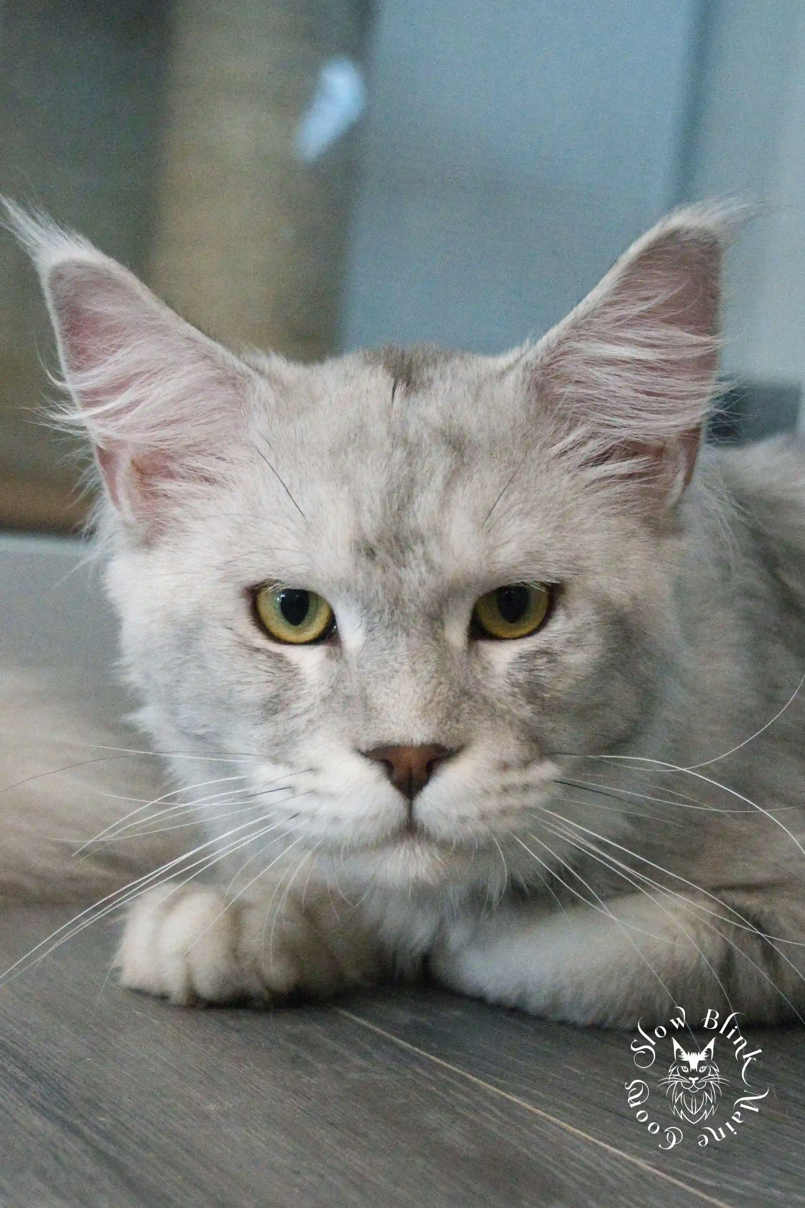 Adult Maine Coon Cat from SlowBlinkMaineCoons > wizard | male | high silver | silver shaded | maine coon | light blue tabby | ems code as 21 | 6 months old | 4