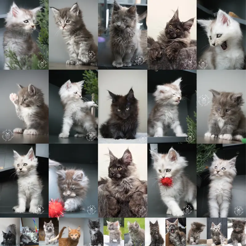 SlowBlinkMaineCoons Maine Coon Kitten Gallery Page Preview