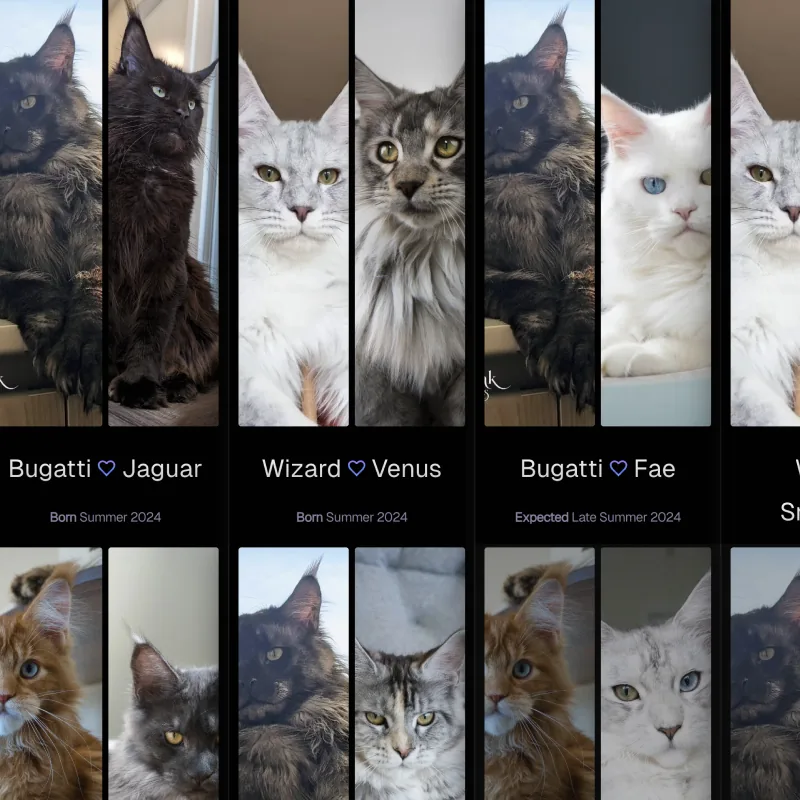 SlowBlinkMaineCoons Planned Maine Coon Litters Page Preview