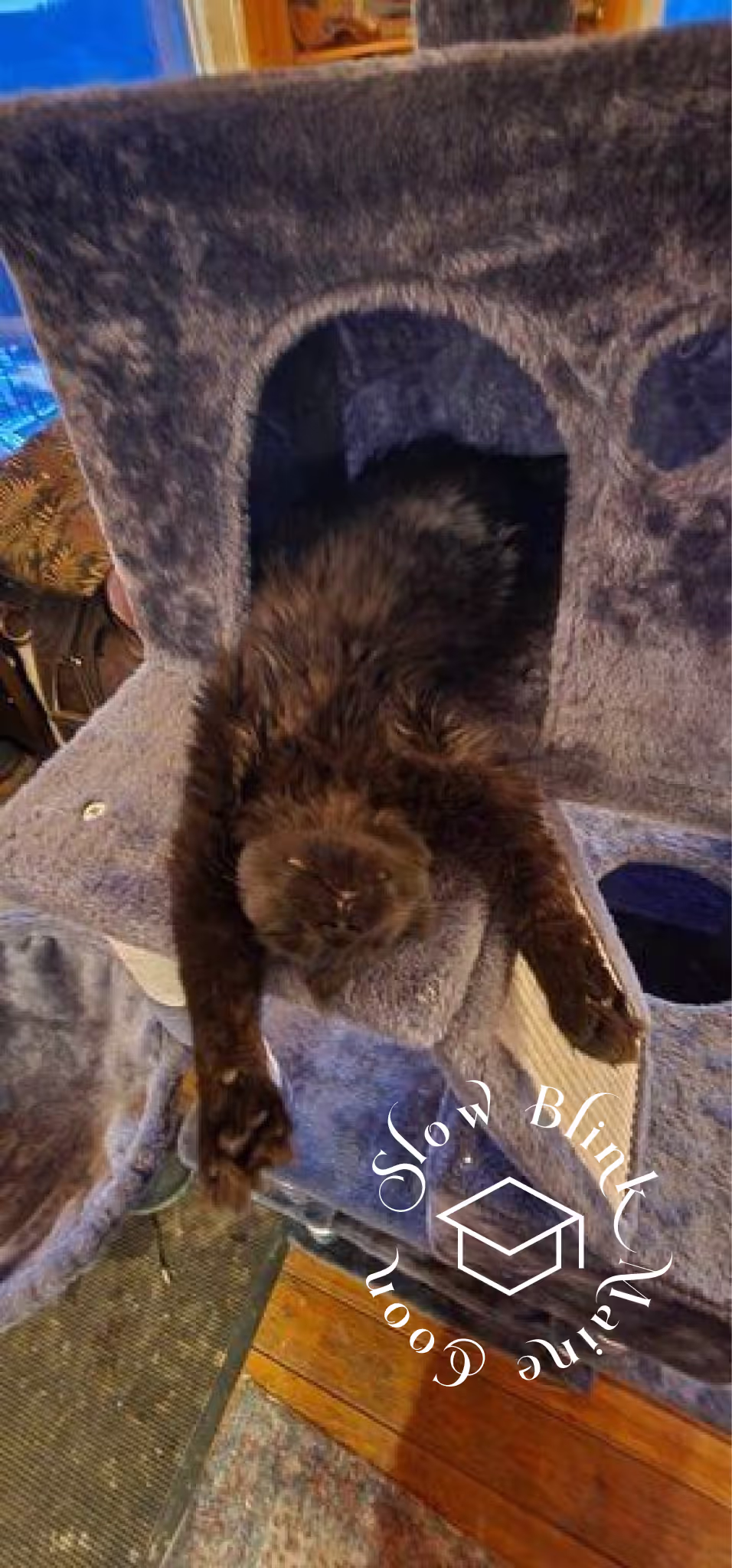 Customer Pictures of their Maine Coon Cats and Kittens who "Graduated" from SlowBlink MaineCoons > black | maine coon kitten | female | ems code mco n | idx01