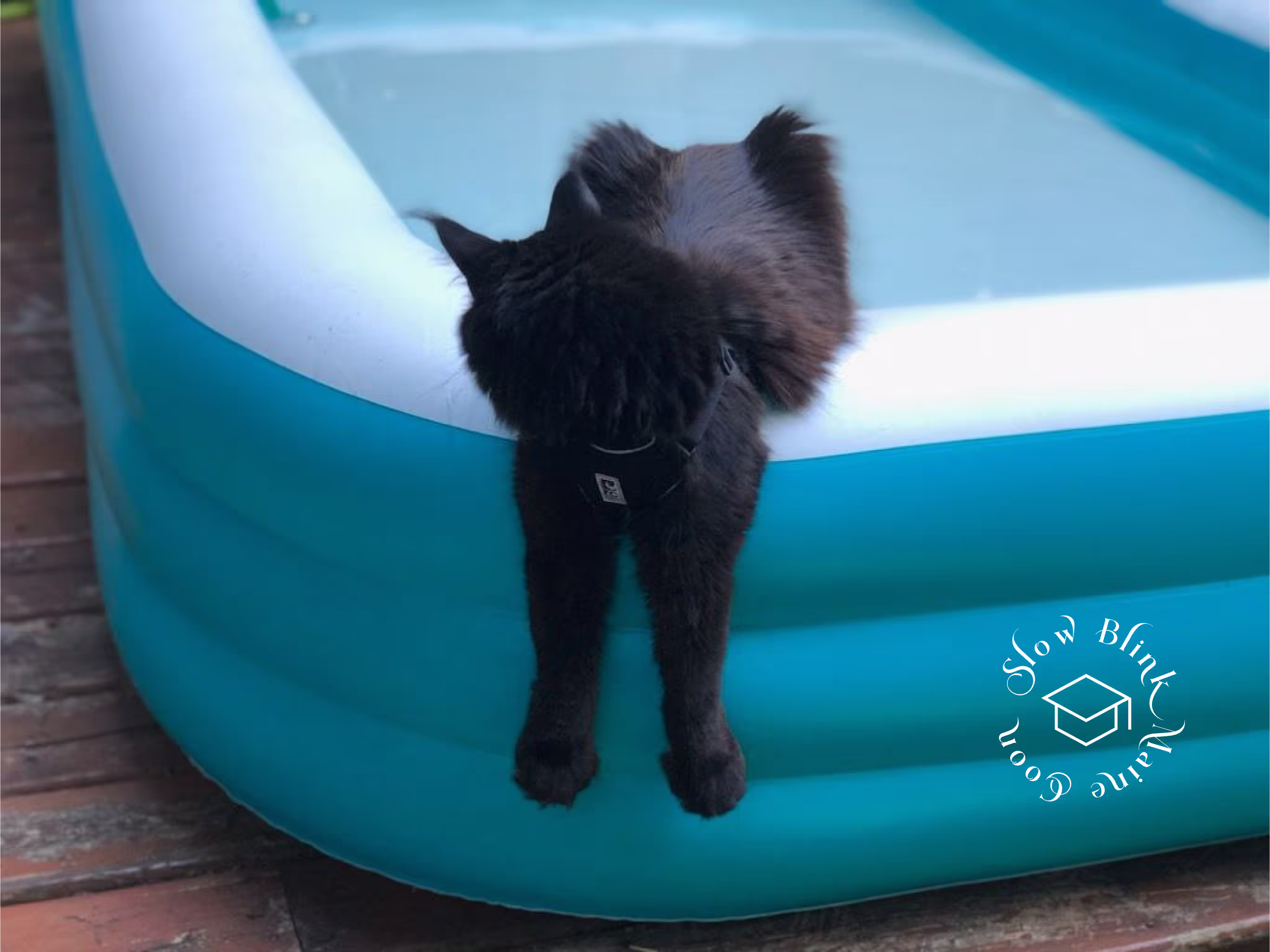 Customer Pictures of their Maine Coon Cats and Kittens who "Graduated" from SlowBlink MaineCoons > black | maine coon kitten | female | ems code mco n | idx02