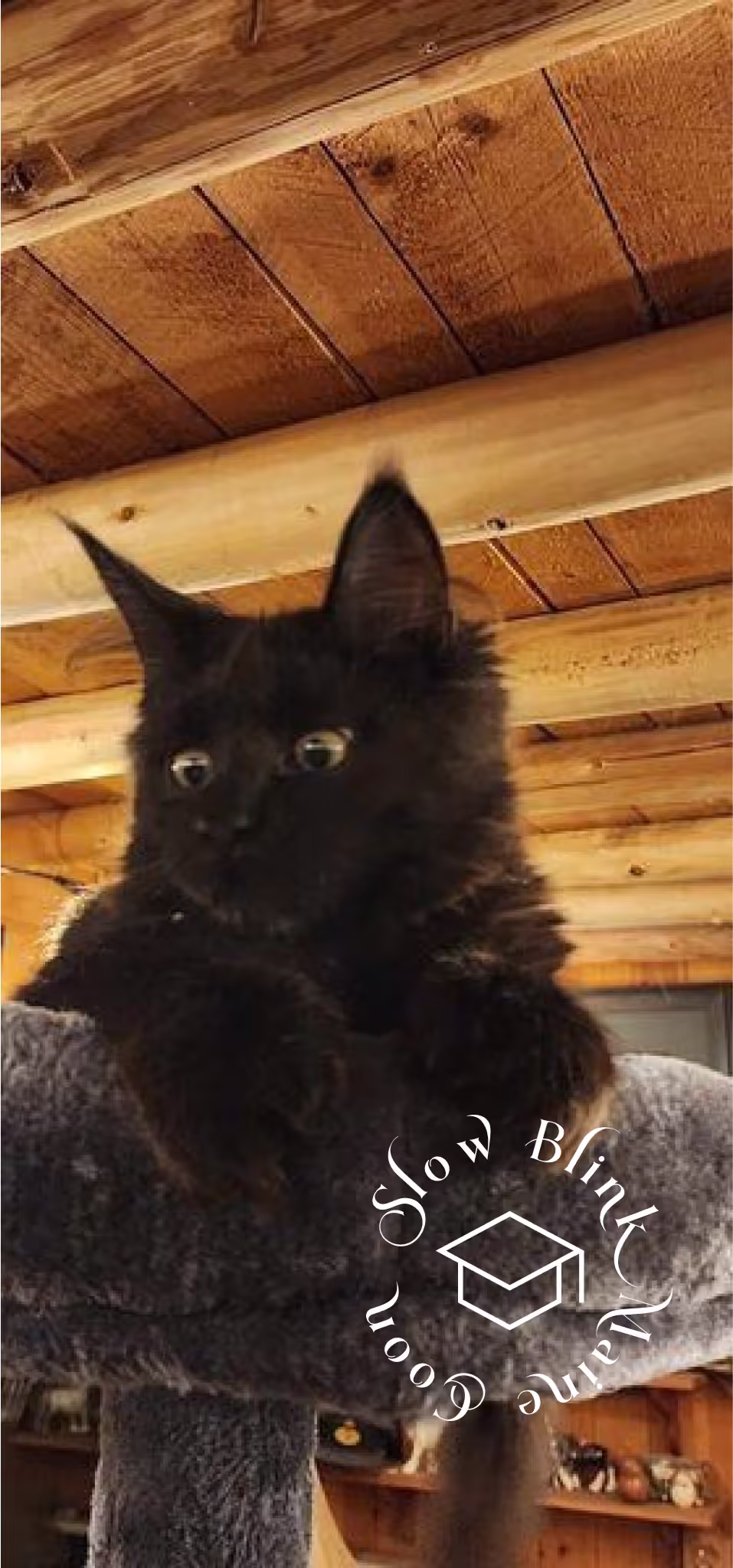 Customer Pictures of their Maine Coon Cats and Kittens who "Graduated" from SlowBlink MaineCoons > black | maine coon kitten | female | ems code mco n | idx03