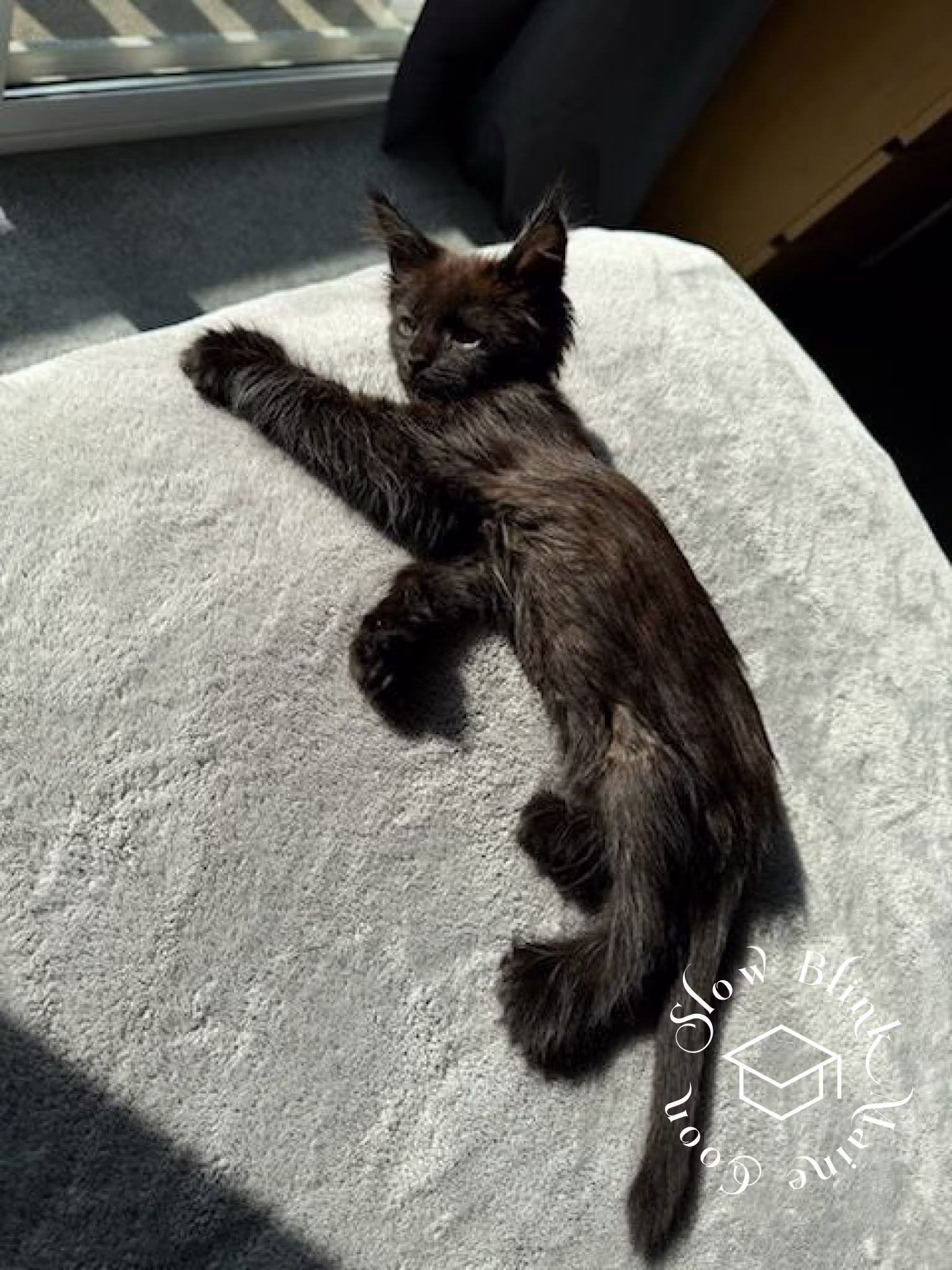 Customer Pictures of their Maine Coon Cats and Kittens who "Graduated" from SlowBlink MaineCoons > black | maine coon kitten | female | ems code mco n | idx04