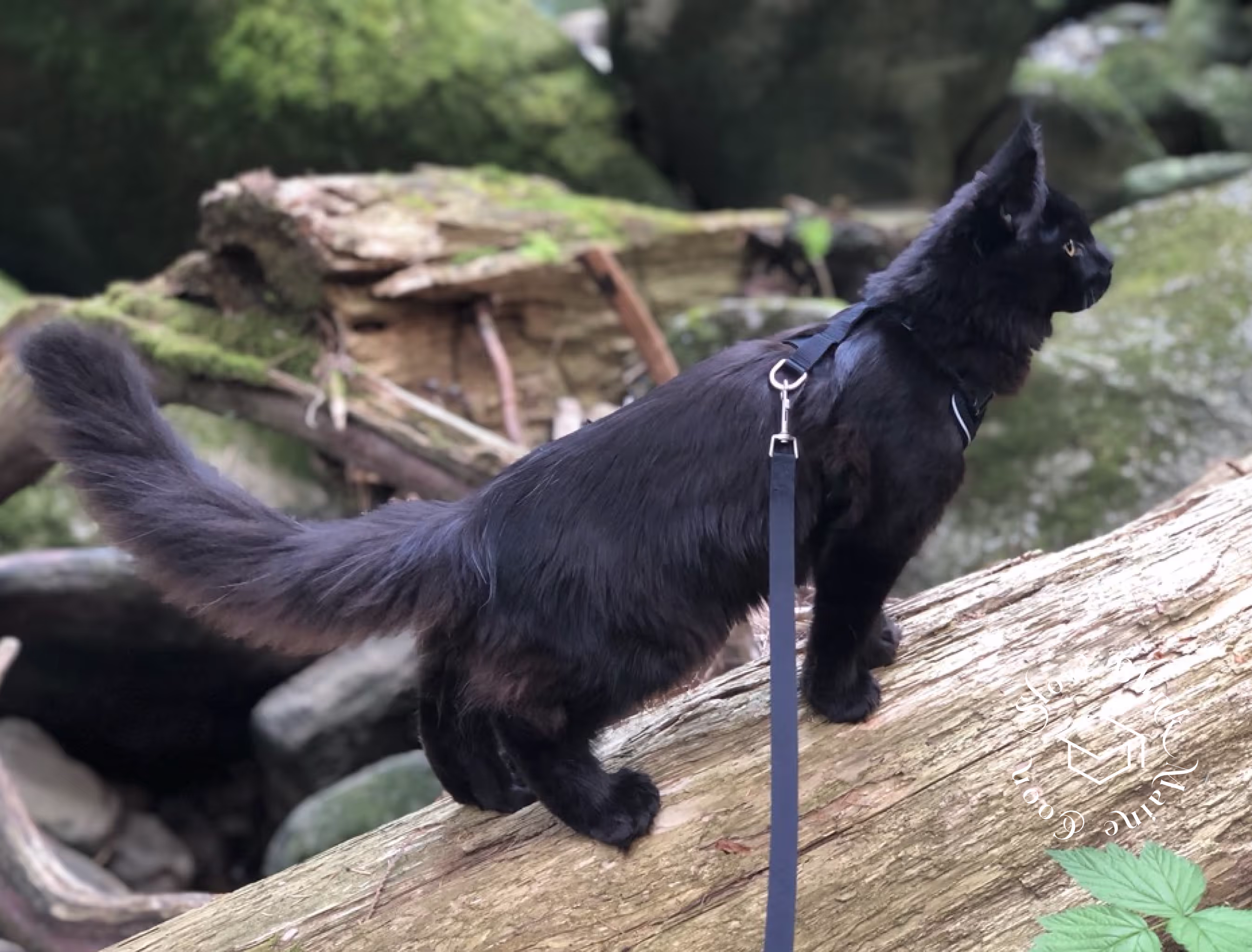 Customer Pictures of their Maine Coon Cats and Kittens who "Graduated" from SlowBlink MaineCoons > black | maine coon kitten | male | ems code mco n | taken 2024 | age 8 months old