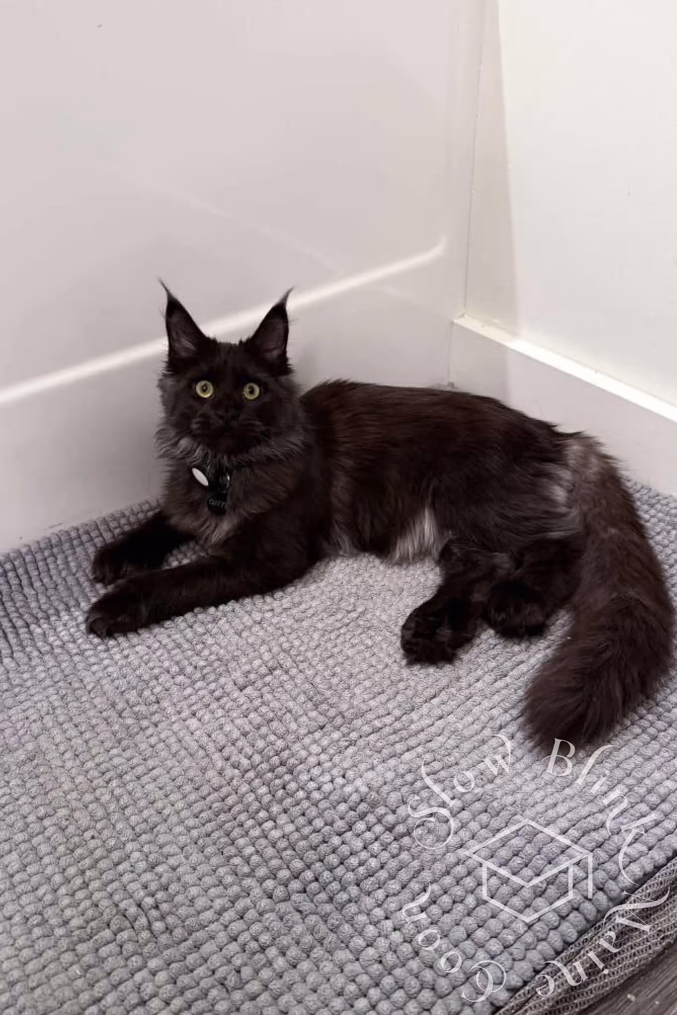 Customer Pictures of their Maine Coon Cats and Kittens who "Graduated" from SlowBlink MaineCoons > black cat | ems code mcp n | standard paws | customer | taken mar 2025 | female | idx 2