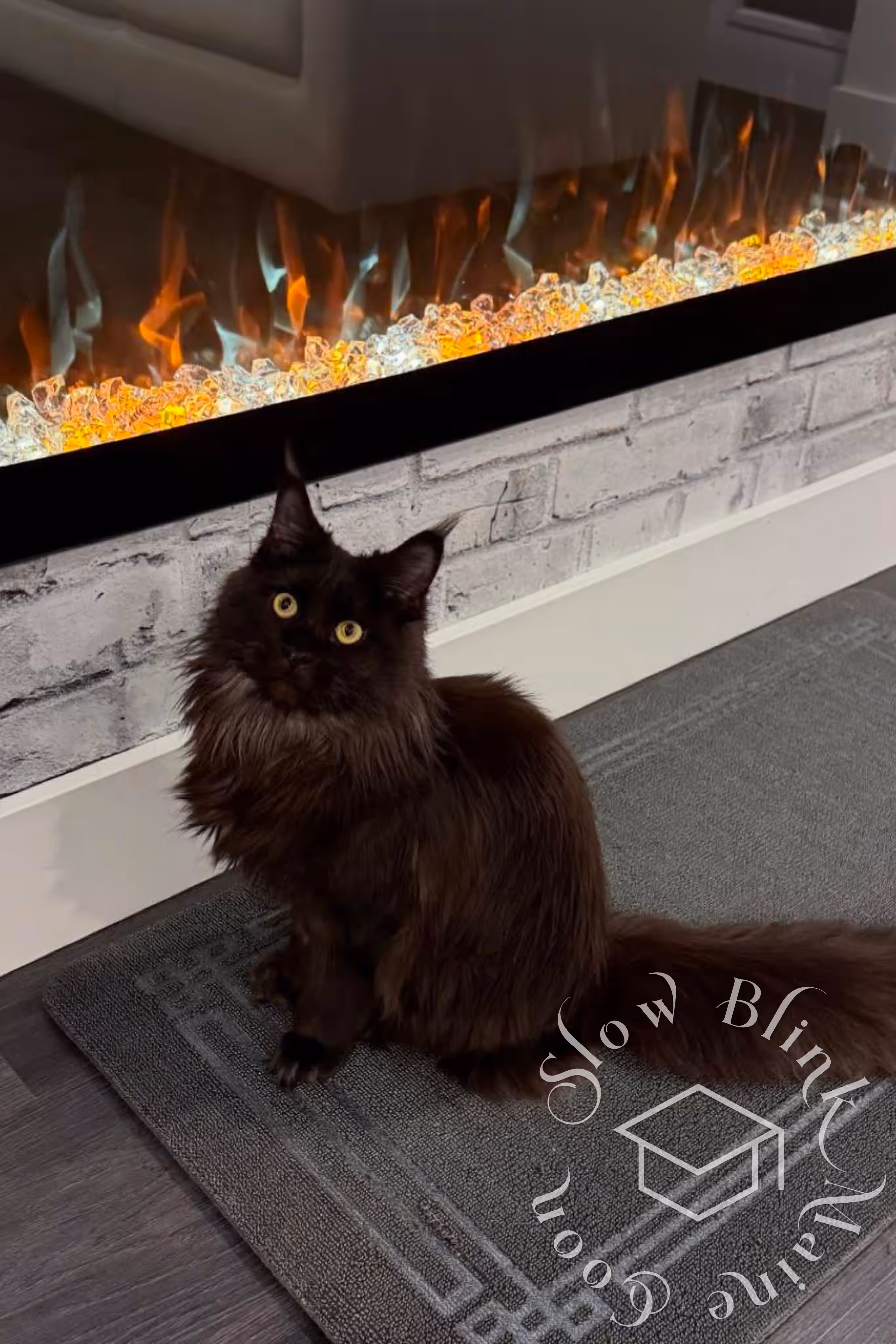 Customer Pictures of their Maine Coon Cats and Kittens who "Graduated" from SlowBlink MaineCoons > black cat | ems code mcp n | standard paws | customer | taken mar 2025 | female | idx 3