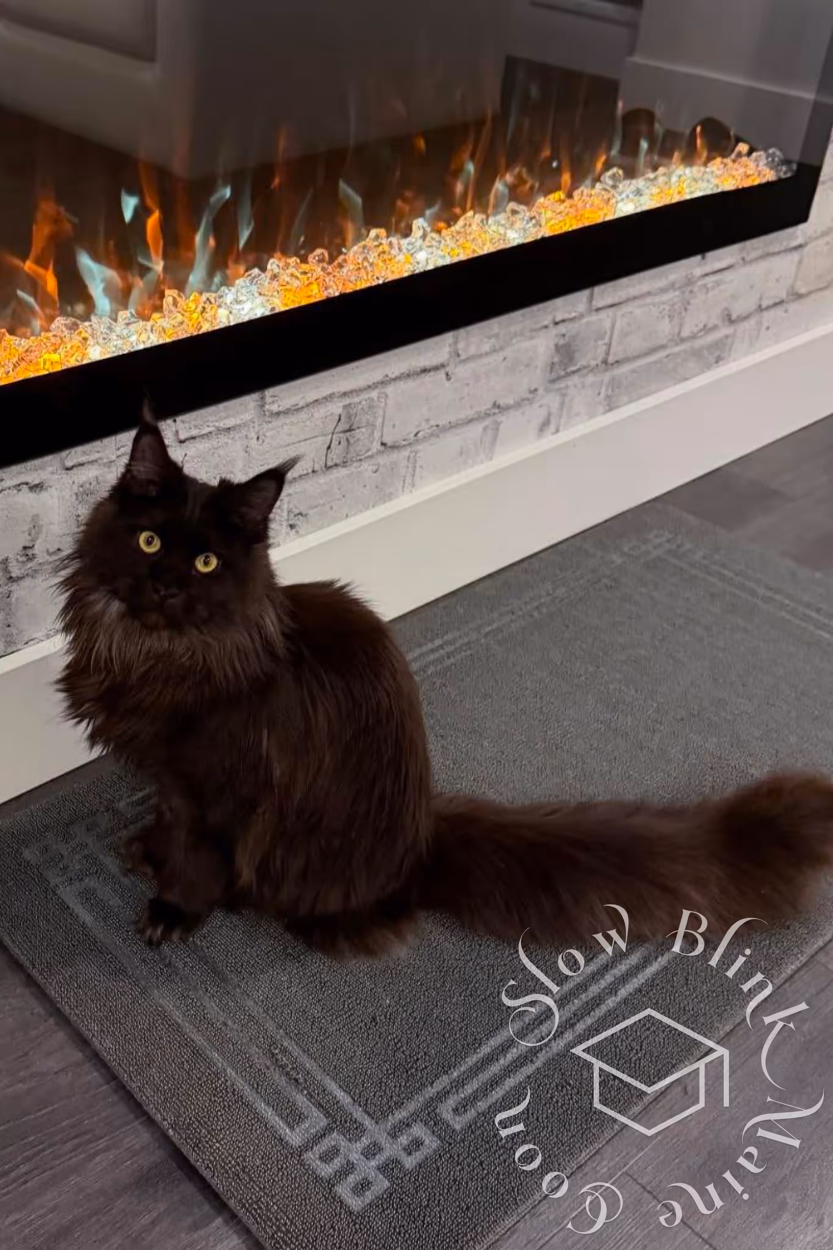 Customer Pictures of their Maine Coon Cats and Kittens who "Graduated" from SlowBlink MaineCoons > black cat | ems code mcp n | standard paws | customer | taken mar 2025 | female | idx 4