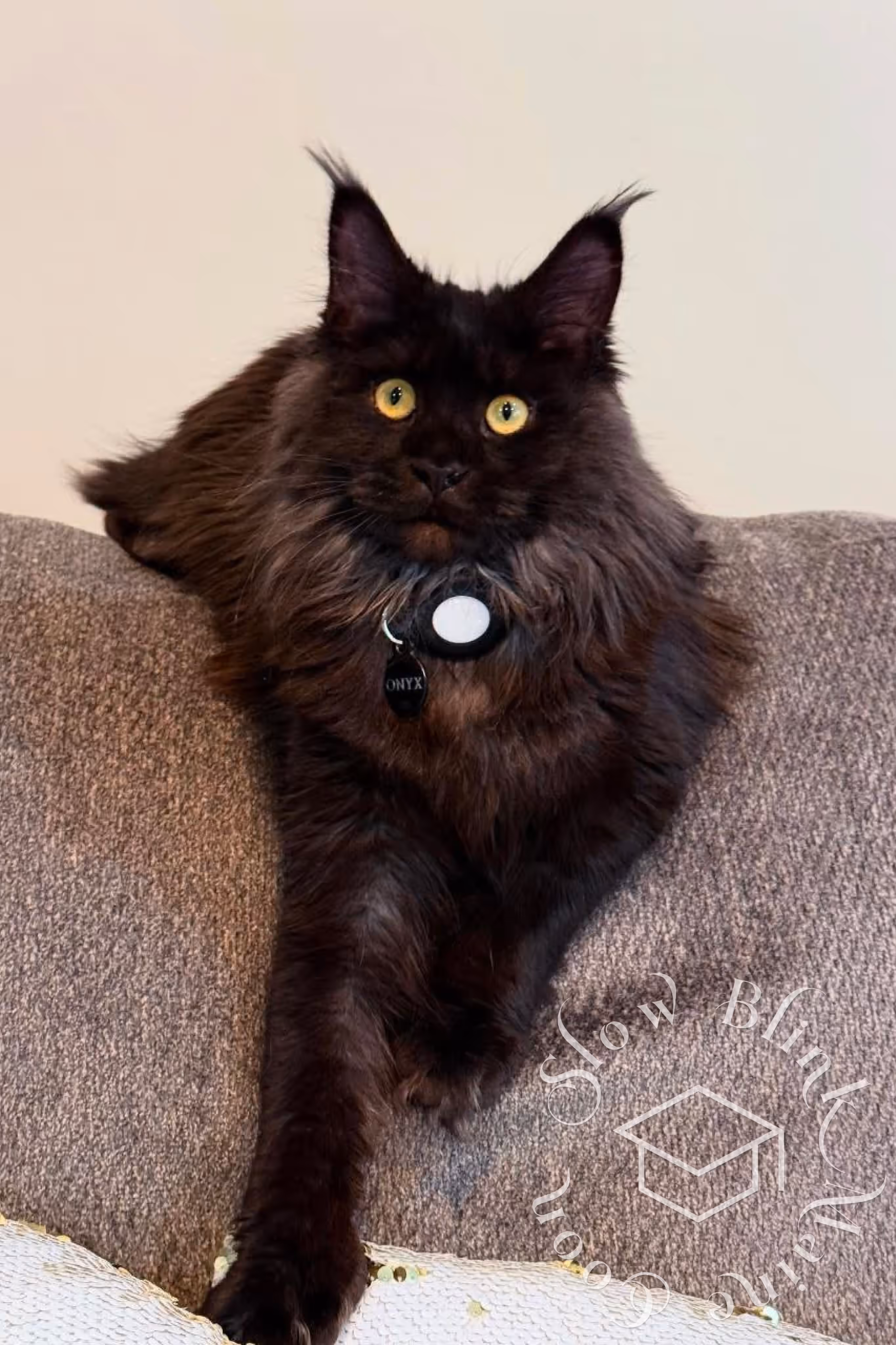 Customer Pictures of their Maine Coon Cats and Kittens who "Graduated" from SlowBlink MaineCoons > black cat | ems code mcp n | standard paws | customer | taken mar 2025 | female | idx 5