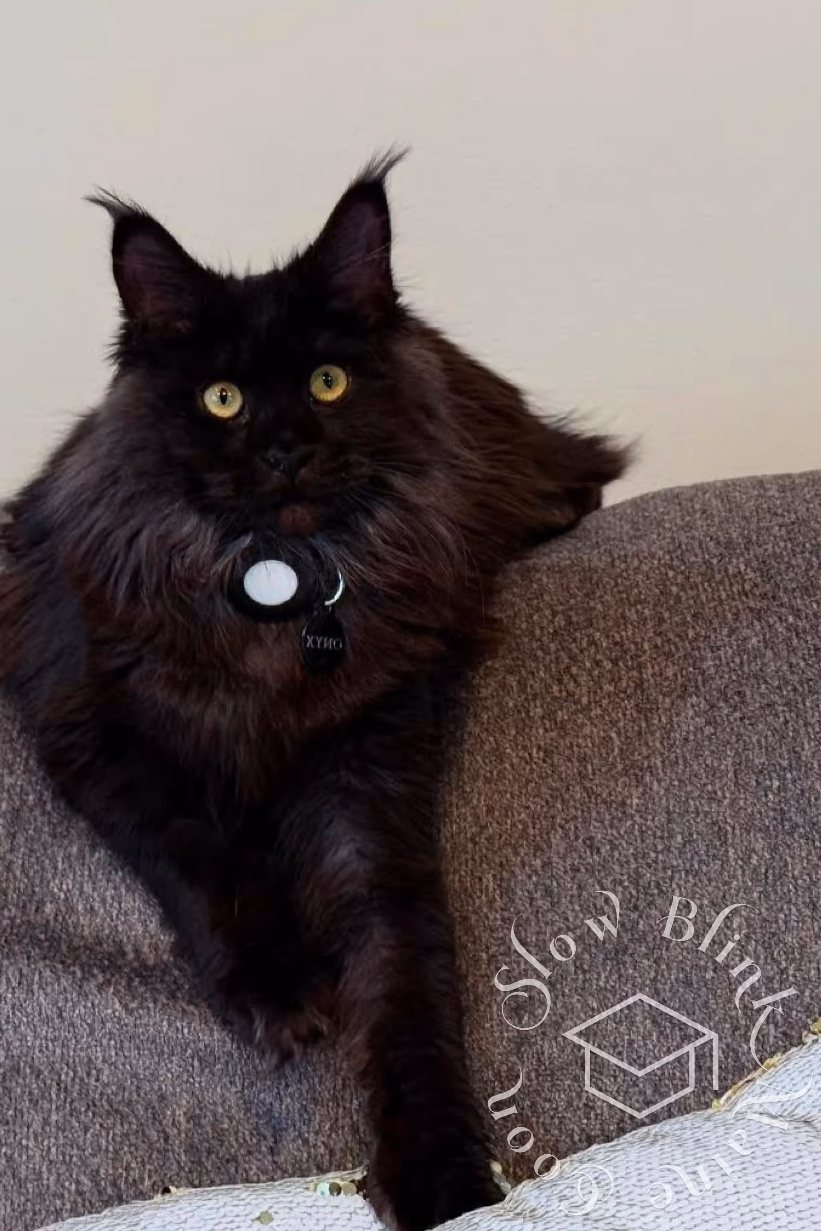 Customer Pictures of their Maine Coon Cats and Kittens who "Graduated" from SlowBlink MaineCoons > black cat | ems code mcp n | standard paws | customer | taken mar 2025 | female | idx 6