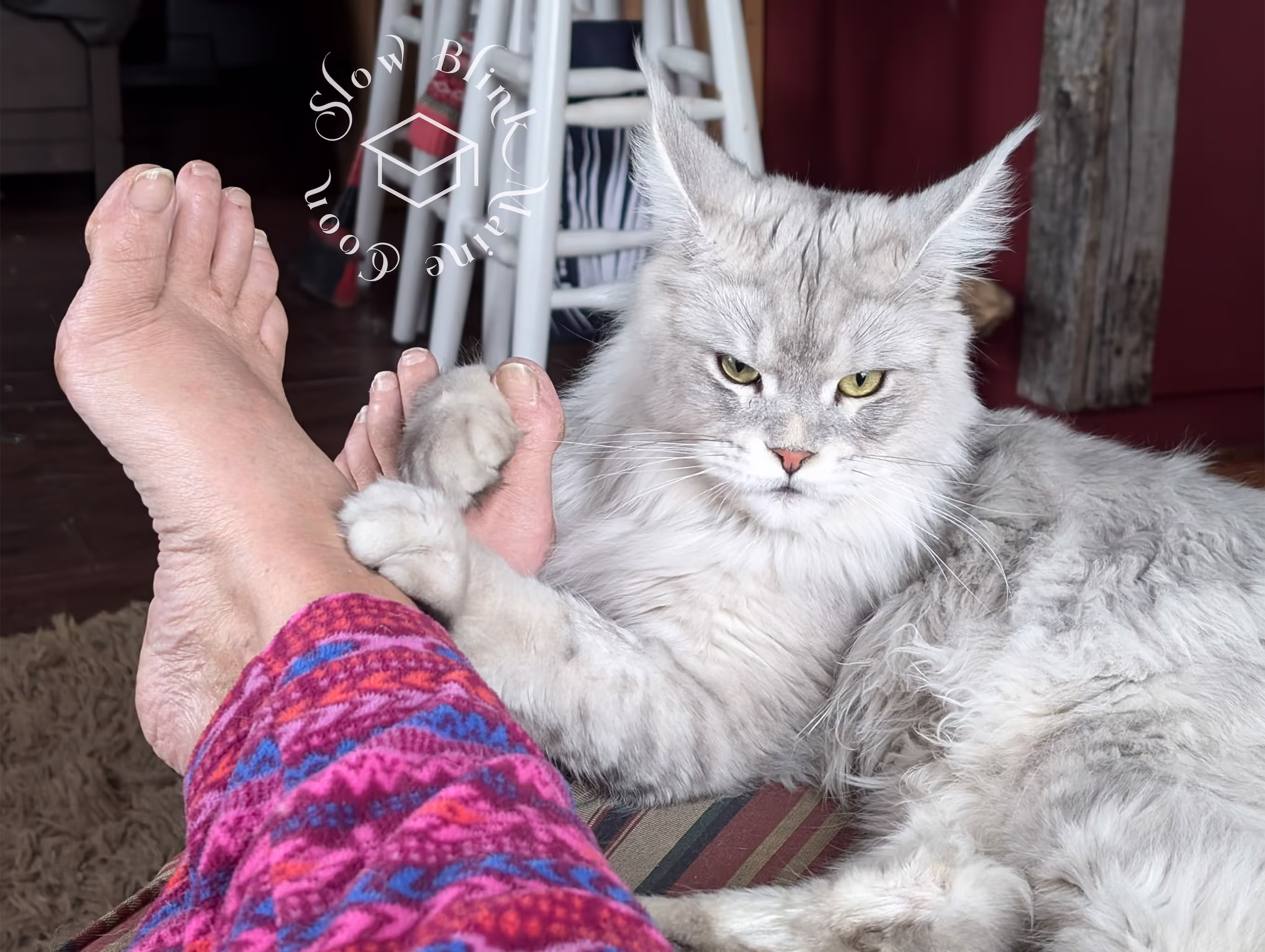 Customer Pictures of their Maine Coon Cats and Kittens who "Graduated" from SlowBlink MaineCoons > black high silver tabby male | tracy | dec 2024 10