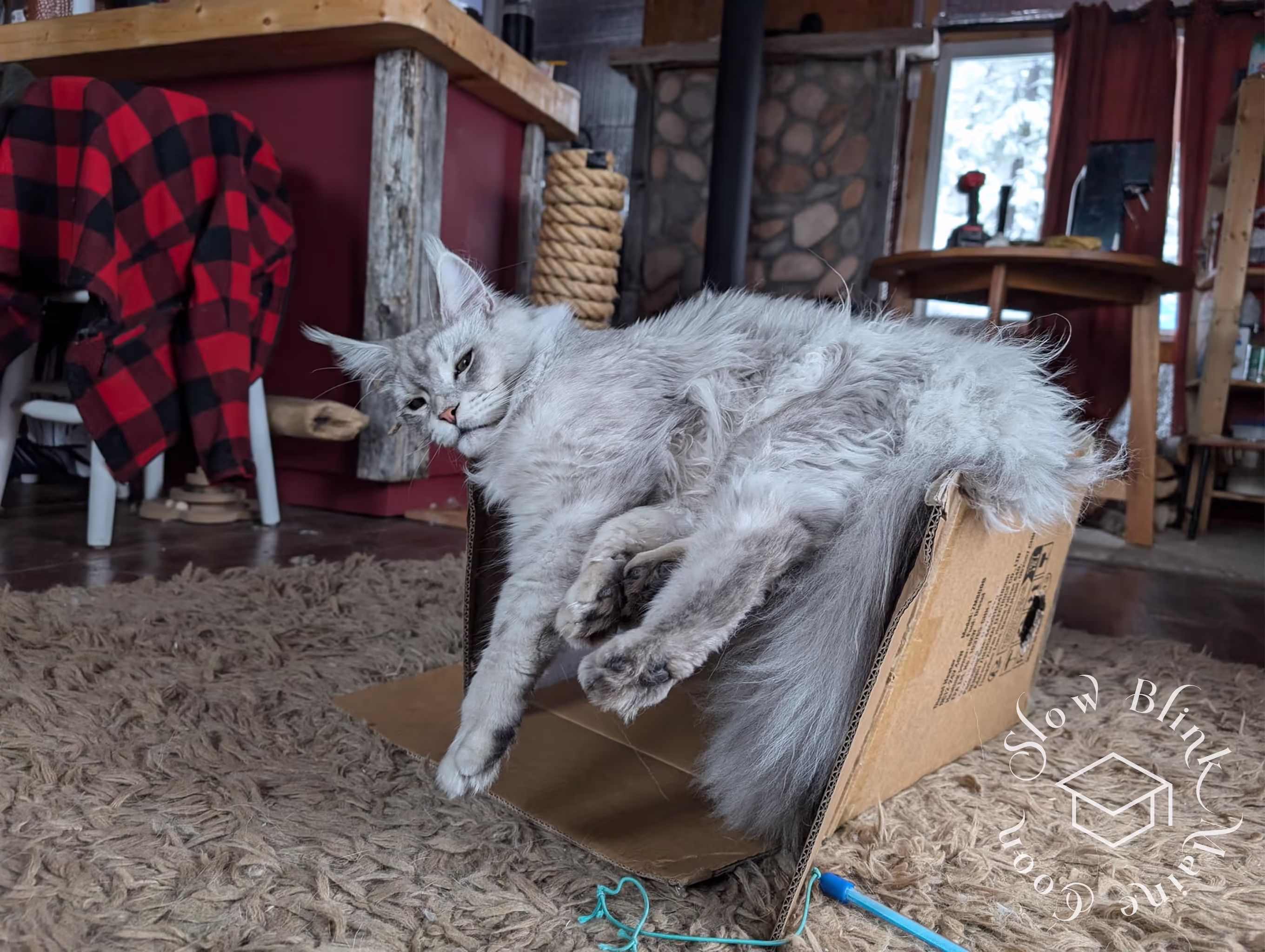 Customer Pictures of their Maine Coon Cats and Kittens who "Graduated" from SlowBlink MaineCoons > black high silver tabby male | tracy | dec 2024 5