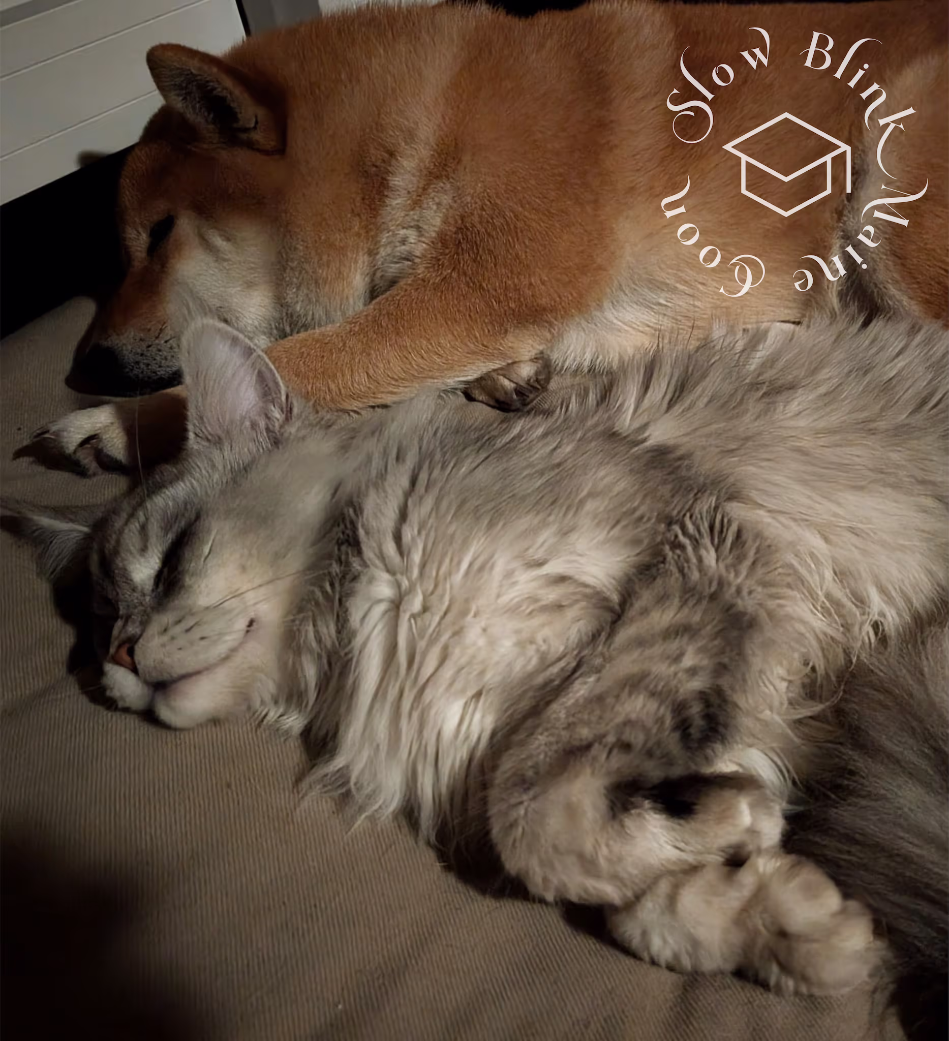 Customer Pictures of their Maine Coon Cats and Kittens who "Graduated" from SlowBlink MaineCoons > black high silver tabby male | tracy | dec 2024 8