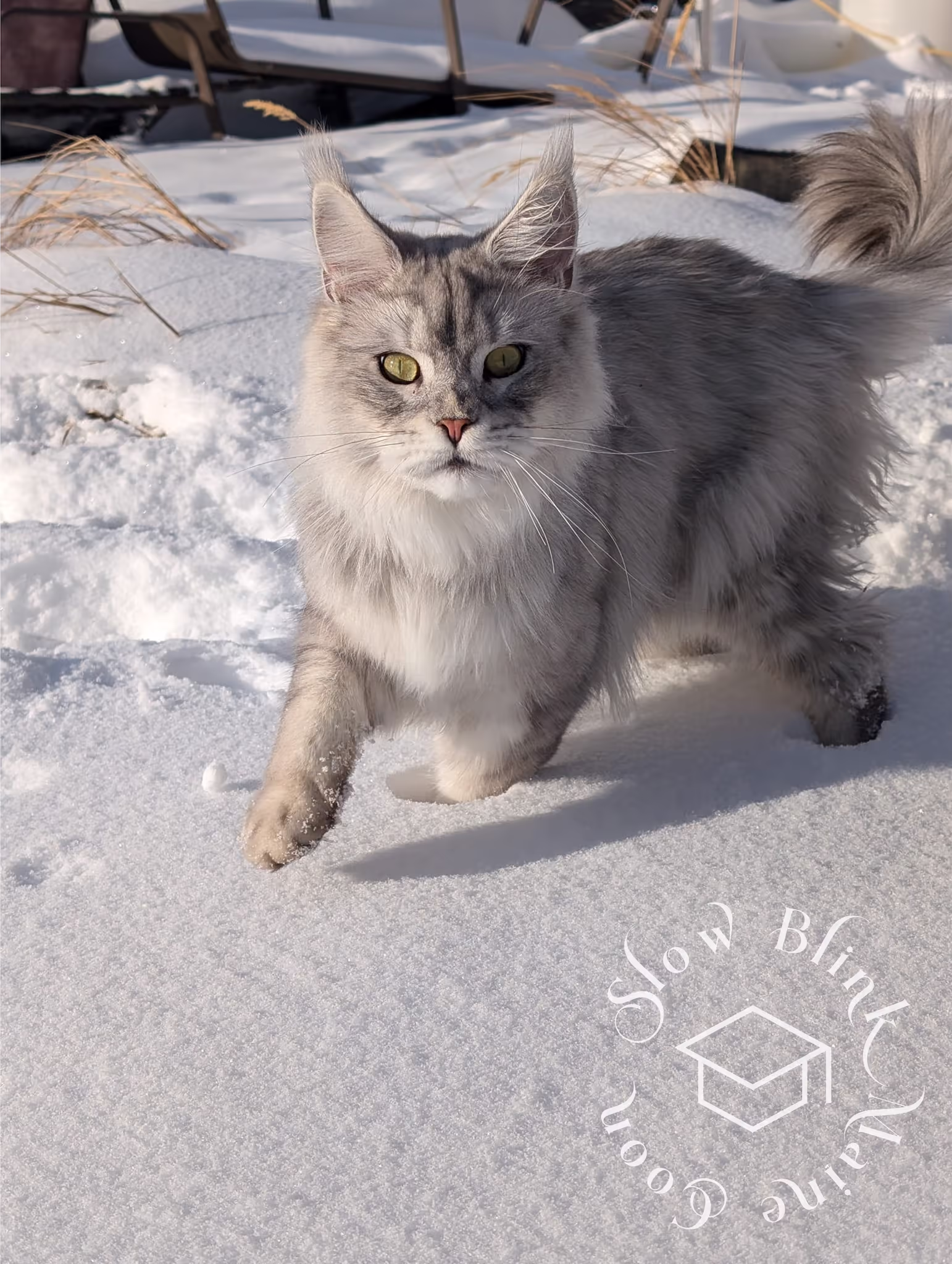 Customer Pictures of their Maine Coon Cats and Kittens who "Graduated" from SlowBlink MaineCoons > black high silver tabby male | tracy | nov 2024 | cat in snow