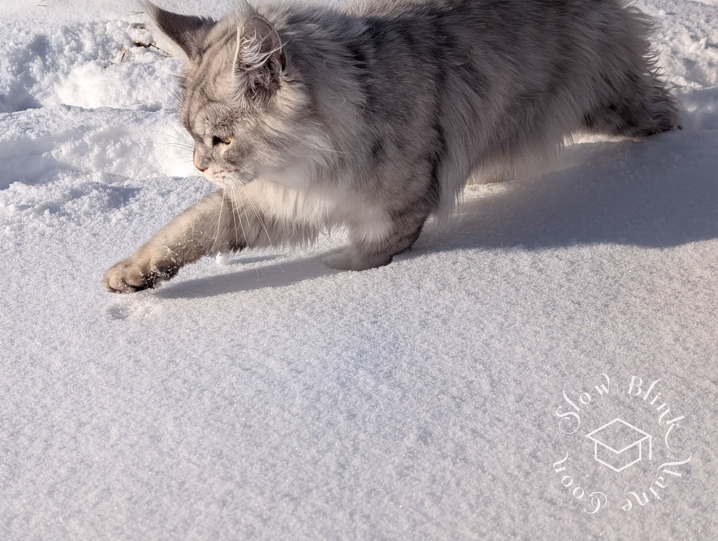 Customer Pictures of their Maine Coon Cats and Kittens who "Graduated" from SlowBlink MaineCoons > black high silver tabby male | tracy | nov 2024 2 | cat in snow